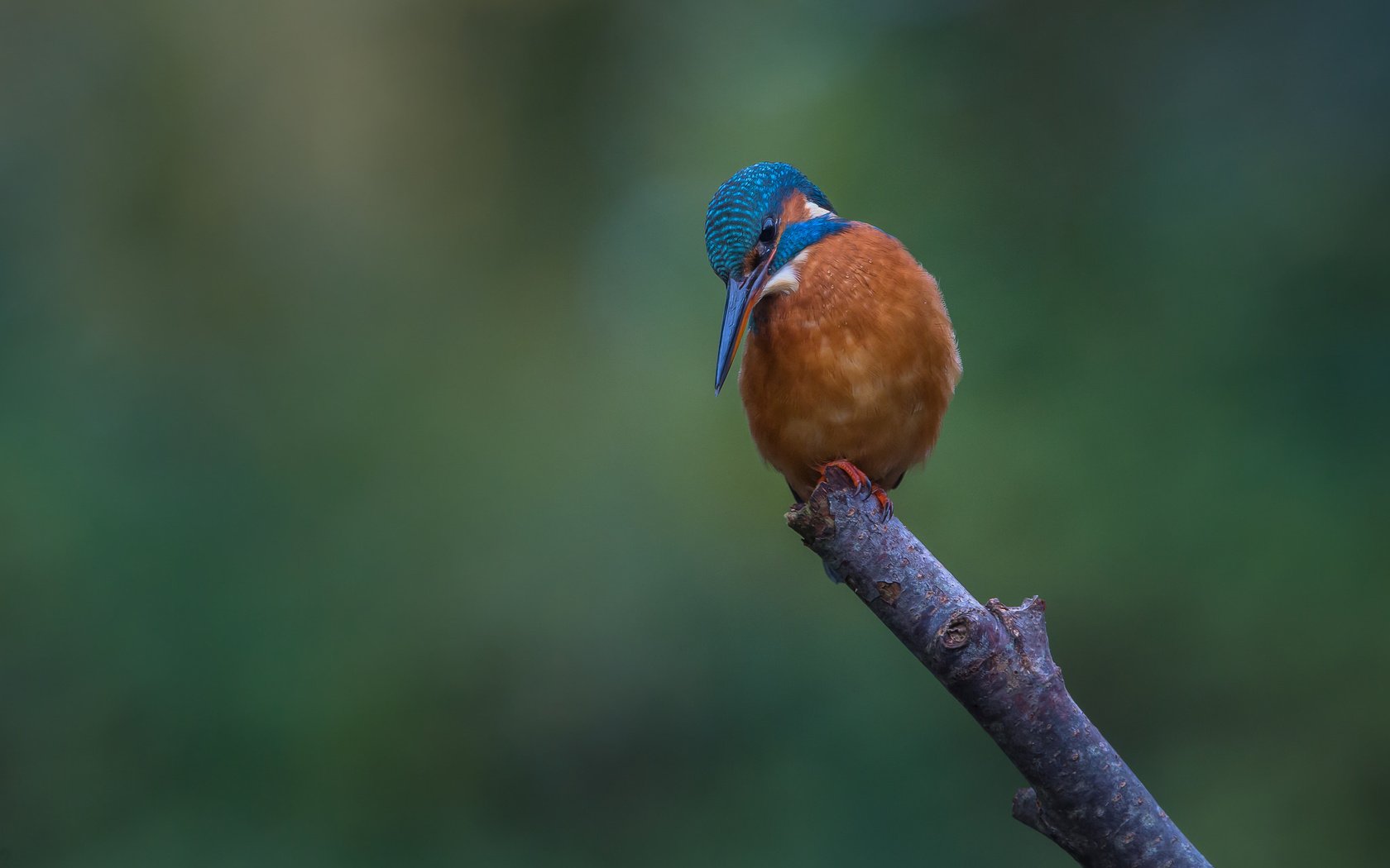 Обои ветка, природа, птица, зимородок, branch, nature, bird, kingfisher разрешение 2048x1365 Загрузить