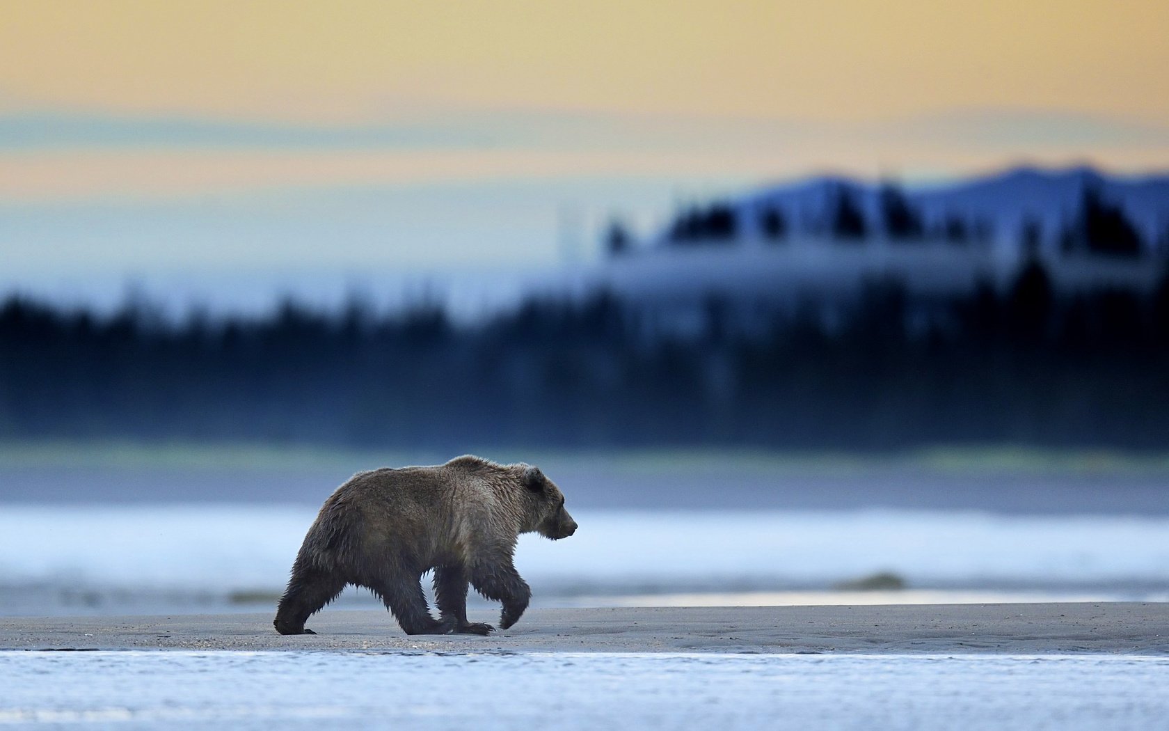Обои природа, пейзаж, медведь, гризли, nature, landscape, bear, grizzly разрешение 2000x1333 Загрузить