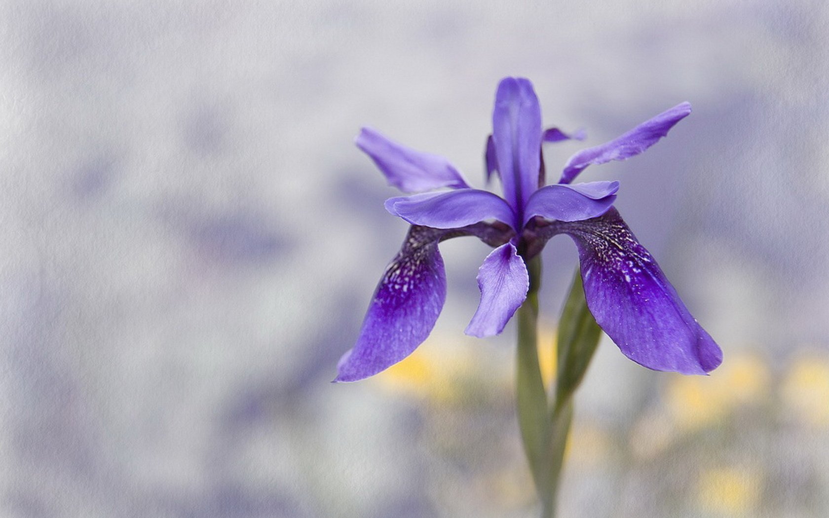 Обои макро, цветок, лепестки, стебель, ирис, macro, flower, petals, stem, iris разрешение 1920x1268 Загрузить