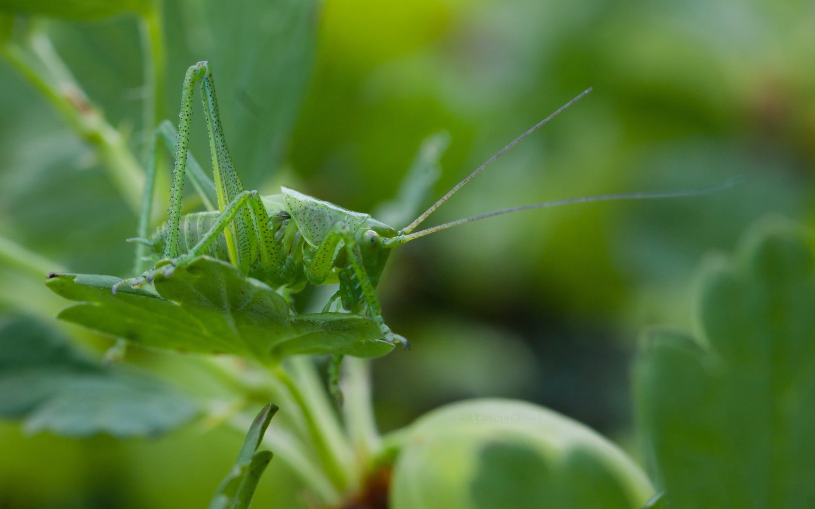 Обои природа, листья, макро, насекомое, кузнечик, боке, nature, leaves, macro, insect, grasshopper, bokeh разрешение 3888x2592 Загрузить