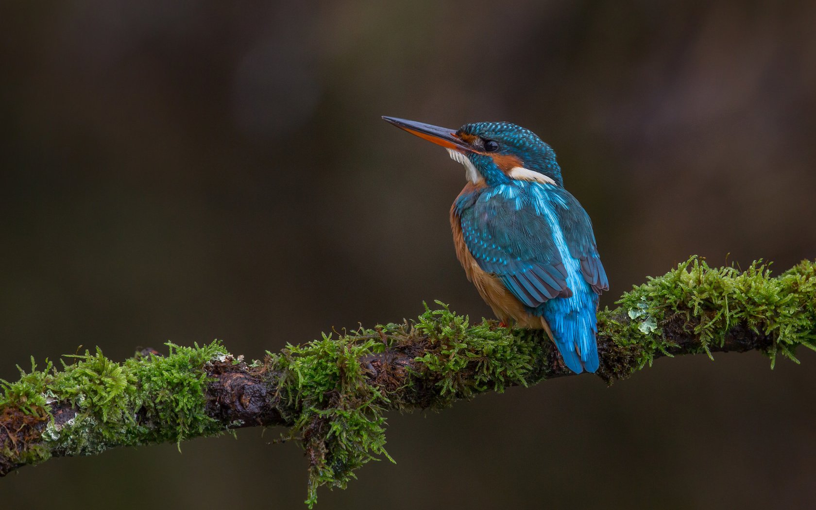 Обои природа, птица, перья, зимородок, nature, bird, feathers, kingfisher разрешение 2048x1365 Загрузить