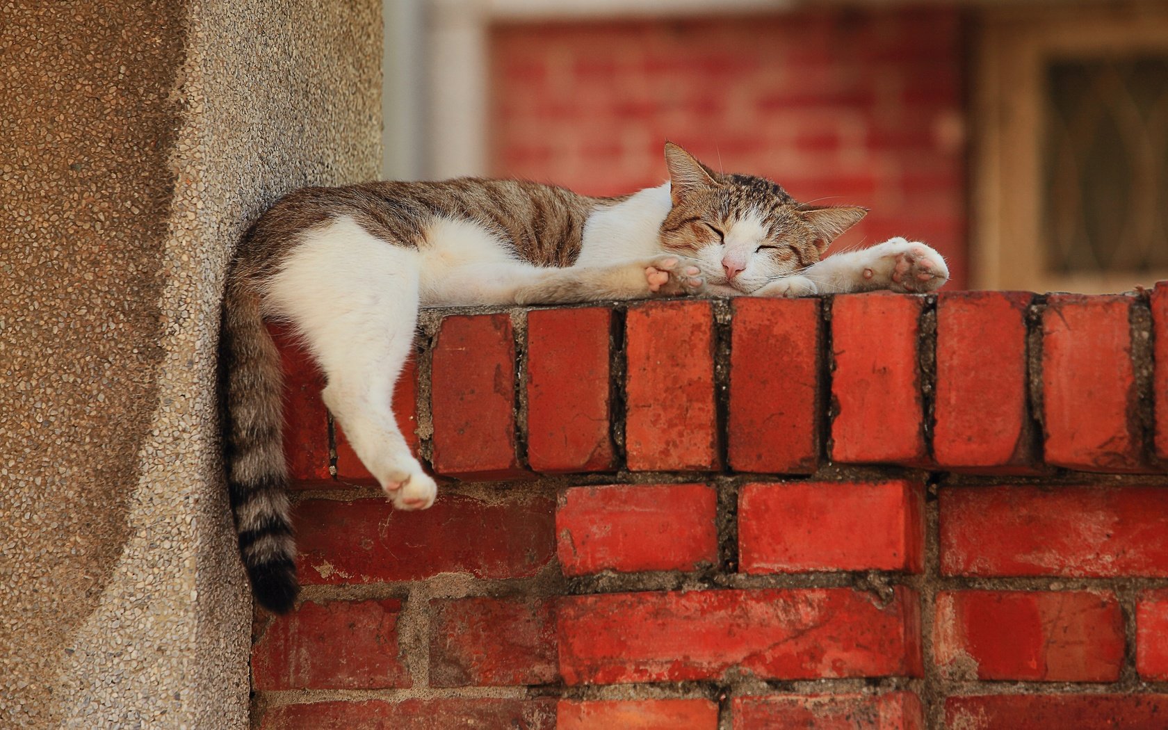 Обои кот, лапы, стена, отдых, cat, paws, wall, stay разрешение 2880x1920 Загрузить