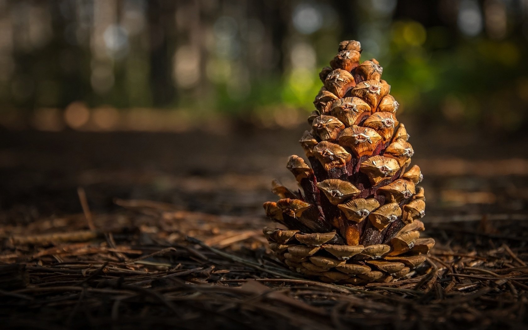 Обои лес, шишка, боке, веточки, forest, bump, bokeh, twigs разрешение 1920x1080 Загрузить