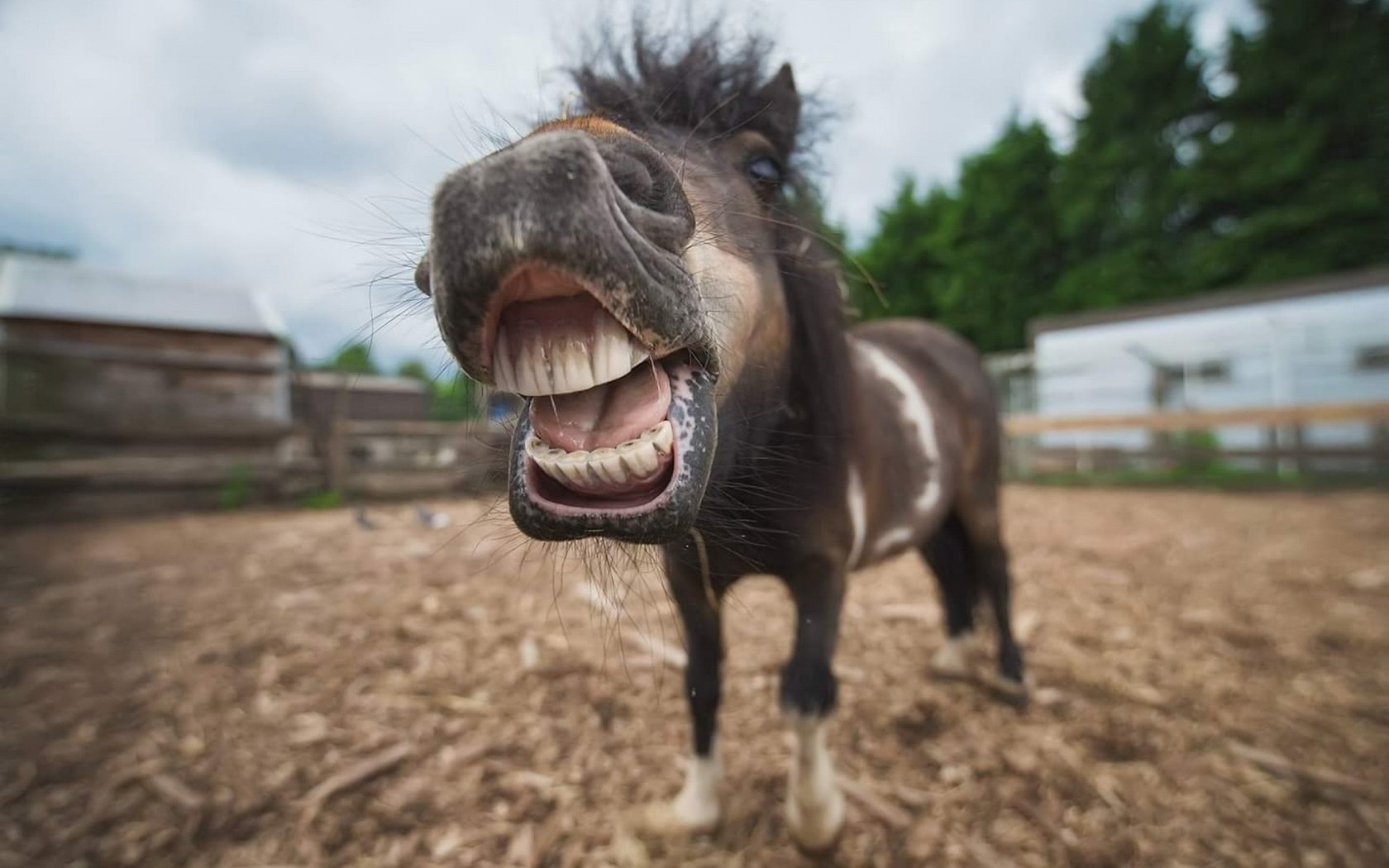 Обои морда, лошадь, портрет, животное, пони, конь, ракурс, shetland, face, horse, portrait, animal, pony, view разрешение 1920x1283 Загрузить