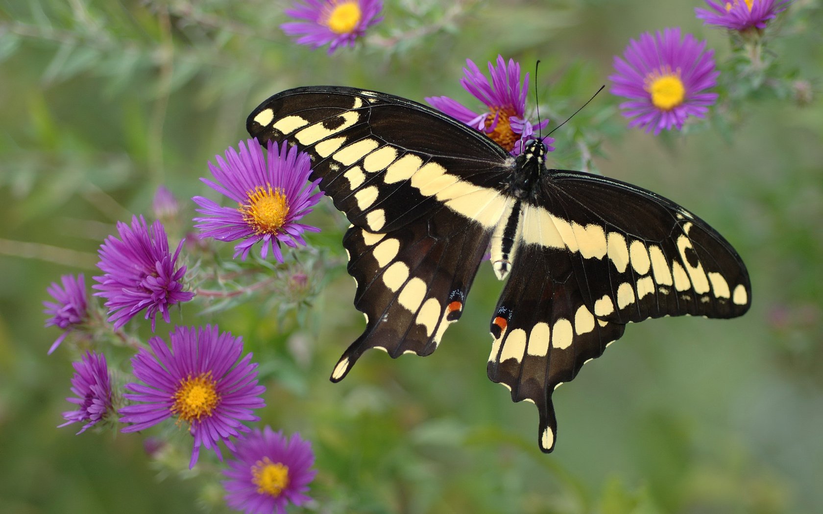 Обои цветы, желтый, бабочка, фиолетовый, крылья, черный, flowers, yellow, butterfly, purple, wings, black разрешение 3008x2000 Загрузить