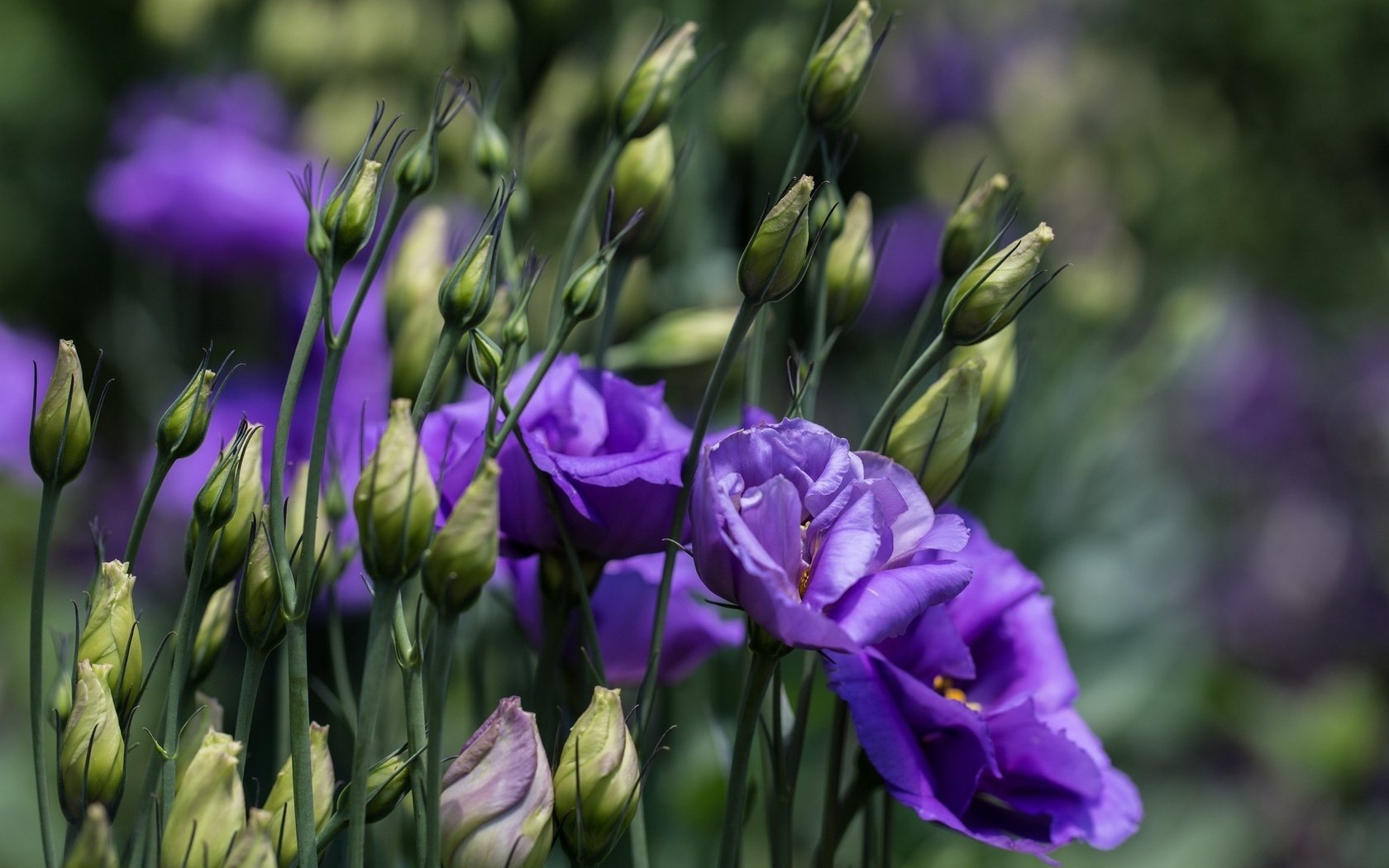 Обои цветы, бутоны, лепестки, размытость, стебли, эустома, flowers, buds, petals, blur, stems, eustoma разрешение 2048x1340 Загрузить