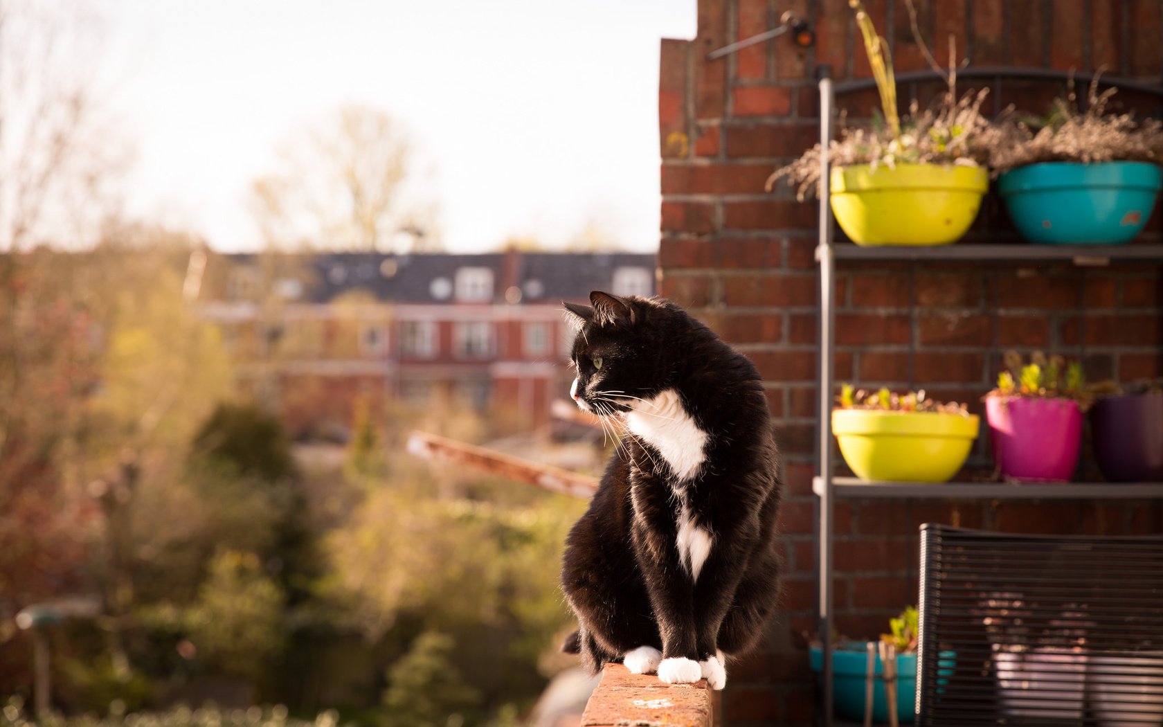 Обои кот, взгляд, сидит, балкон, cat, look, sitting, balcony разрешение 2048x1365 Загрузить
