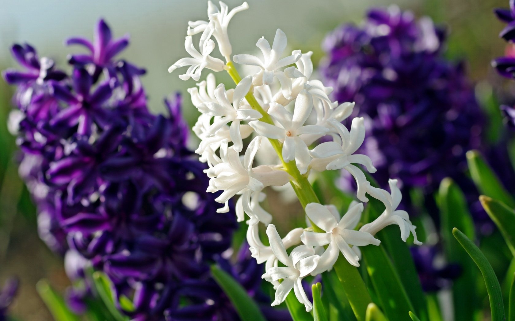 Обои цветы, макро, фиолетовый, белый, гиацинт, flowers, macro, purple, white, hyacinth разрешение 2232x1484 Загрузить