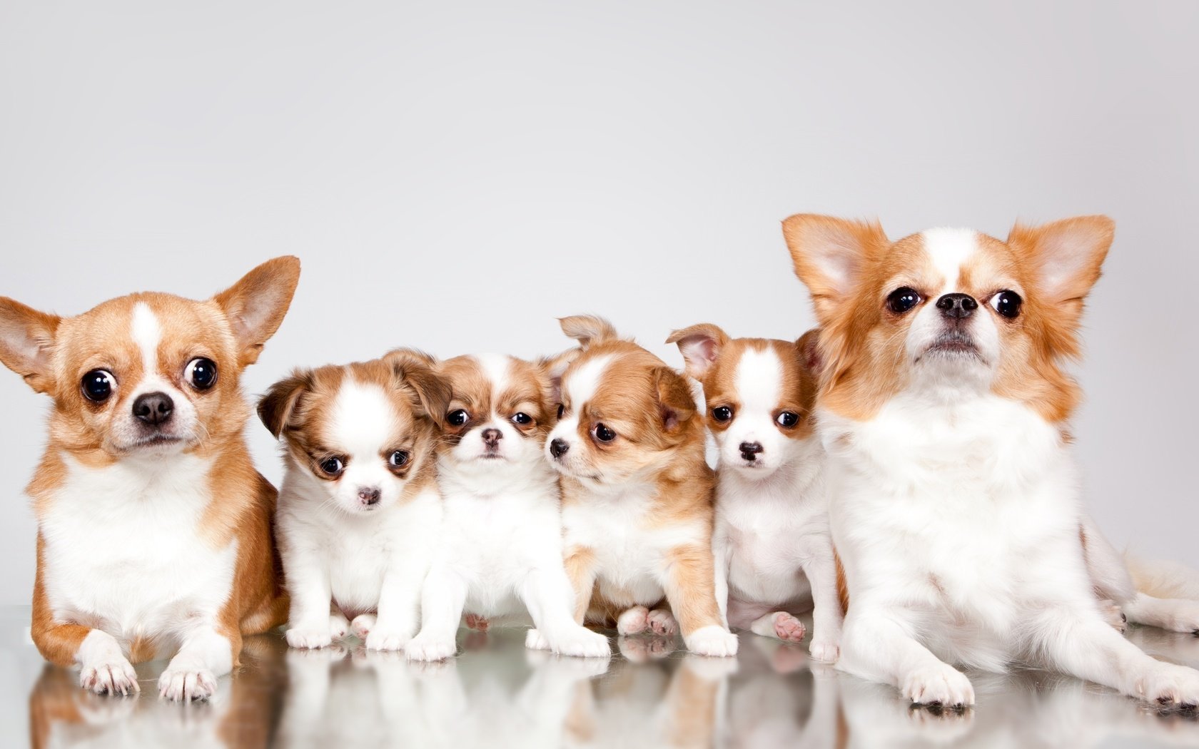 Обои щенки, семья, милые, чихуахуа, puppies, family, cute, chihuahua разрешение 3000x1718 Загрузить