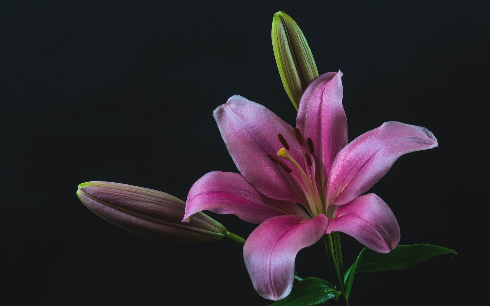 Обои бутоны, макро, лилия, розовая, buds, macro, lily, pink разрешение 2048x1363 Загрузить