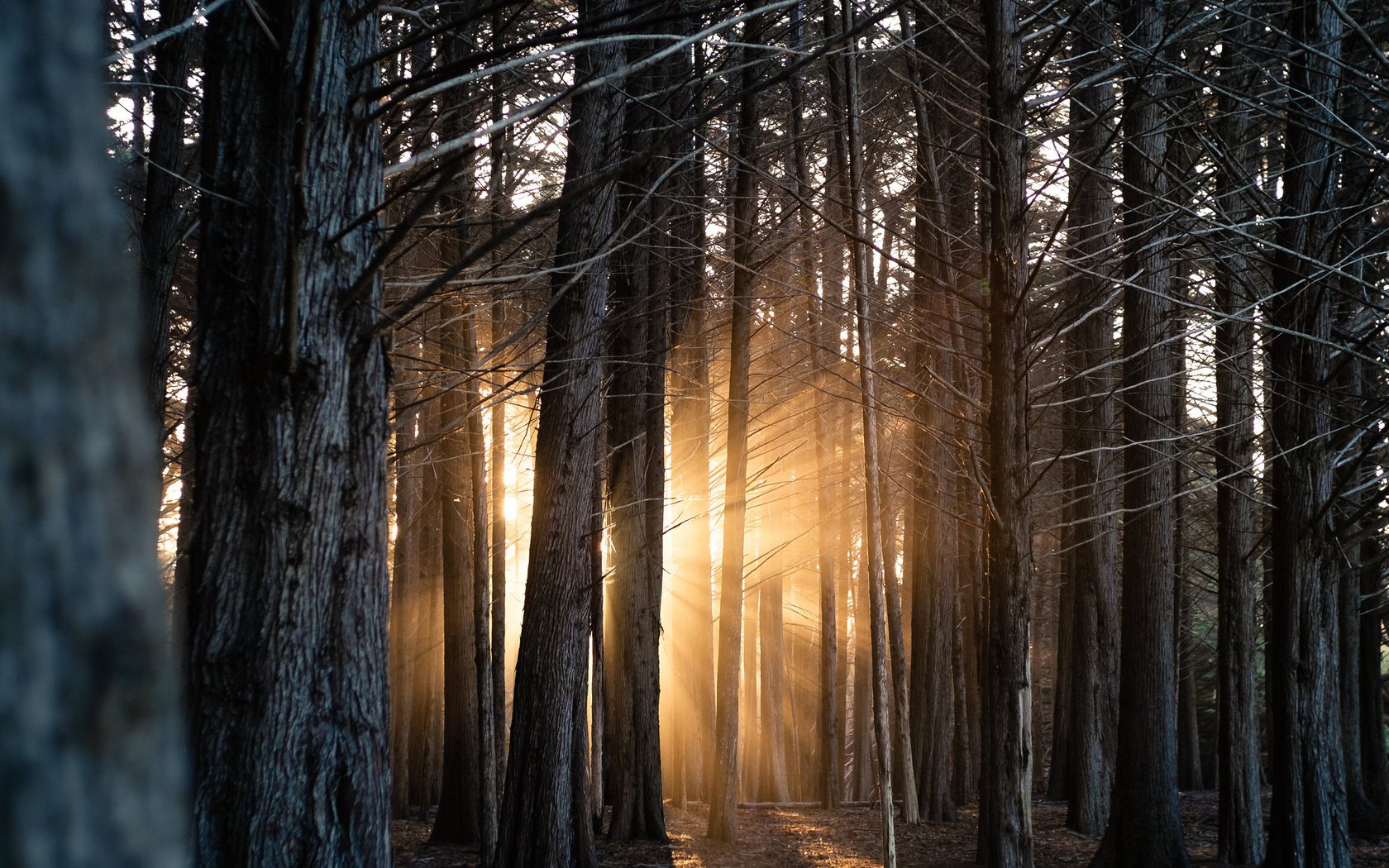 Обои свет, деревья, лес, стволы, солнечные лучи, light, trees, forest, trunks, the sun's rays разрешение 2048x1365 Загрузить