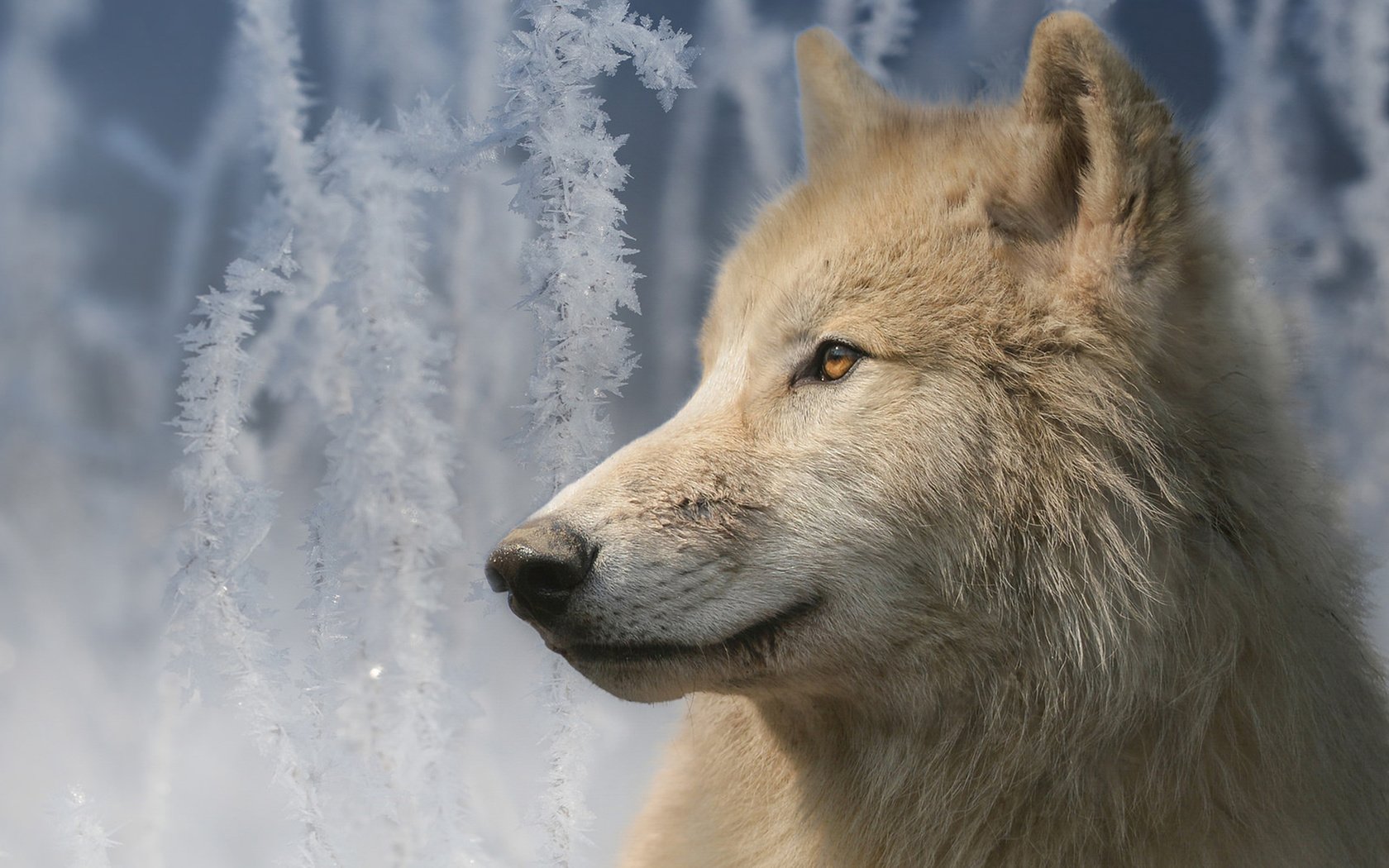 Обои морда, портрет, ветки, иней, взгляд, волк, мелвильский островной волк, арктический волк, face, portrait, branches, frost, look, wolf, arctic island wolf, arctic wolf разрешение 1920x1235 Загрузить