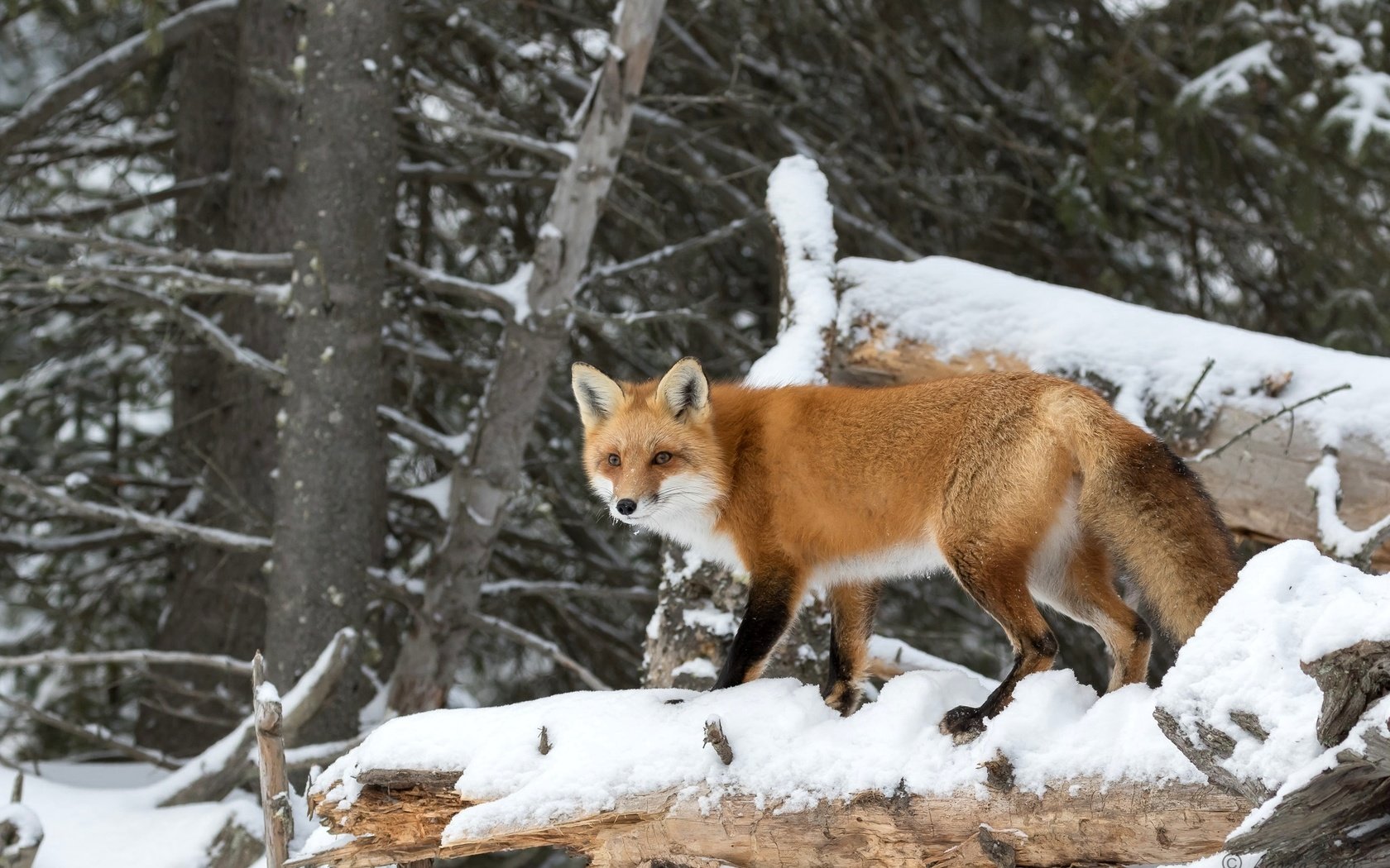 Обои деревья, снег, лес, рыжая, лиса, хищник, лисица, trees, snow, forest, red, fox, predator разрешение 2048x1365 Загрузить