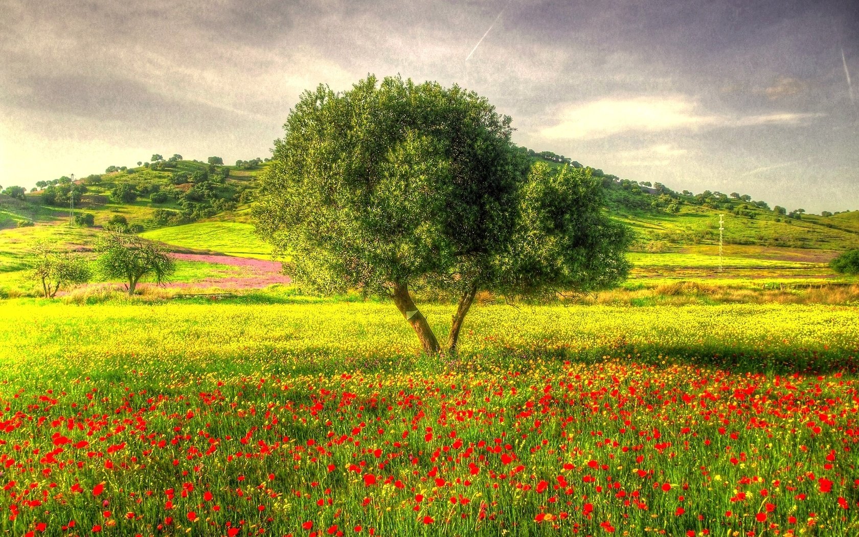 Обои трава, дерево, маки, луг, hdr, grass, tree, maki, meadow разрешение 2000x1277 Загрузить