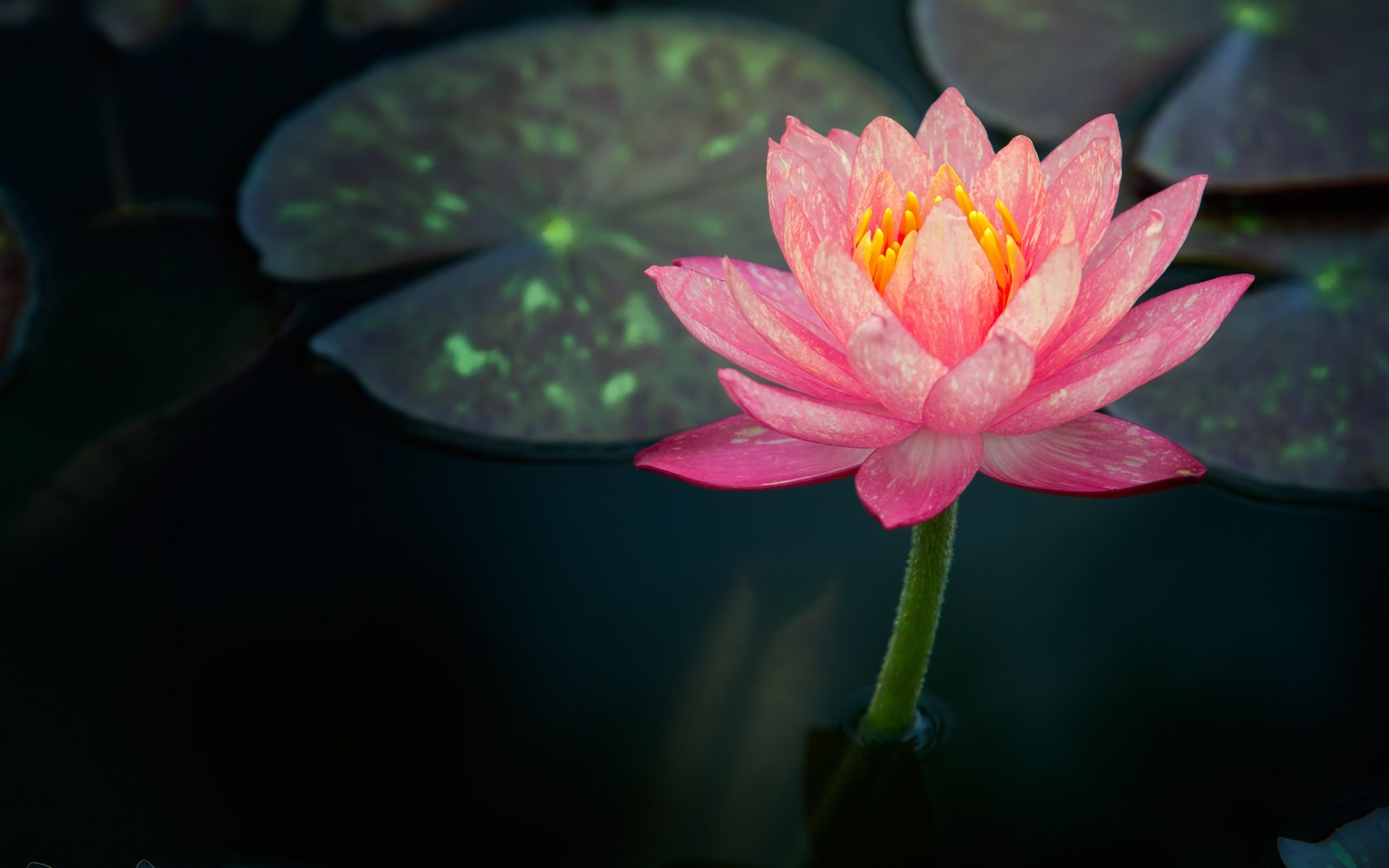 Обои вода, розовая, нимфея, водяная лилия, water, pink, nymphaeum, water lily разрешение 2048x1365 Загрузить