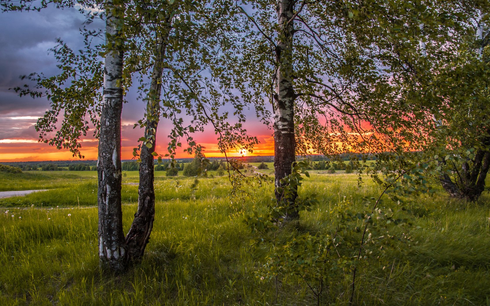 Обои небо, трава, деревья, солнце, природа, закат, березы, сумерки, the sky, grass, trees, the sun, nature, sunset, birch, twilight разрешение 1920x1164 Загрузить