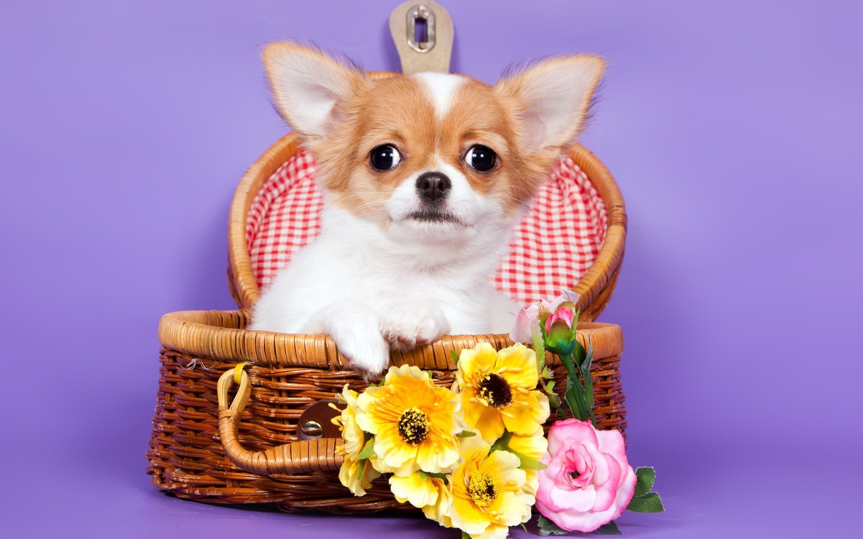 Обои цветы, корзина, чихуахуа, flowers, basket, chihuahua разрешение 3300x2190 Загрузить