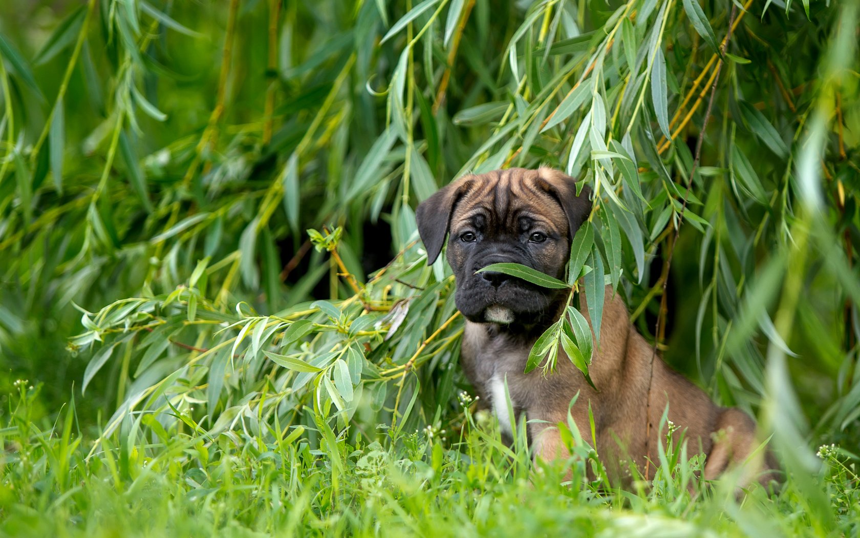 Обои трава, щенок, ива, кане-корсо, верба, grass, puppy, iva, cane corso, verba разрешение 3000x1968 Загрузить