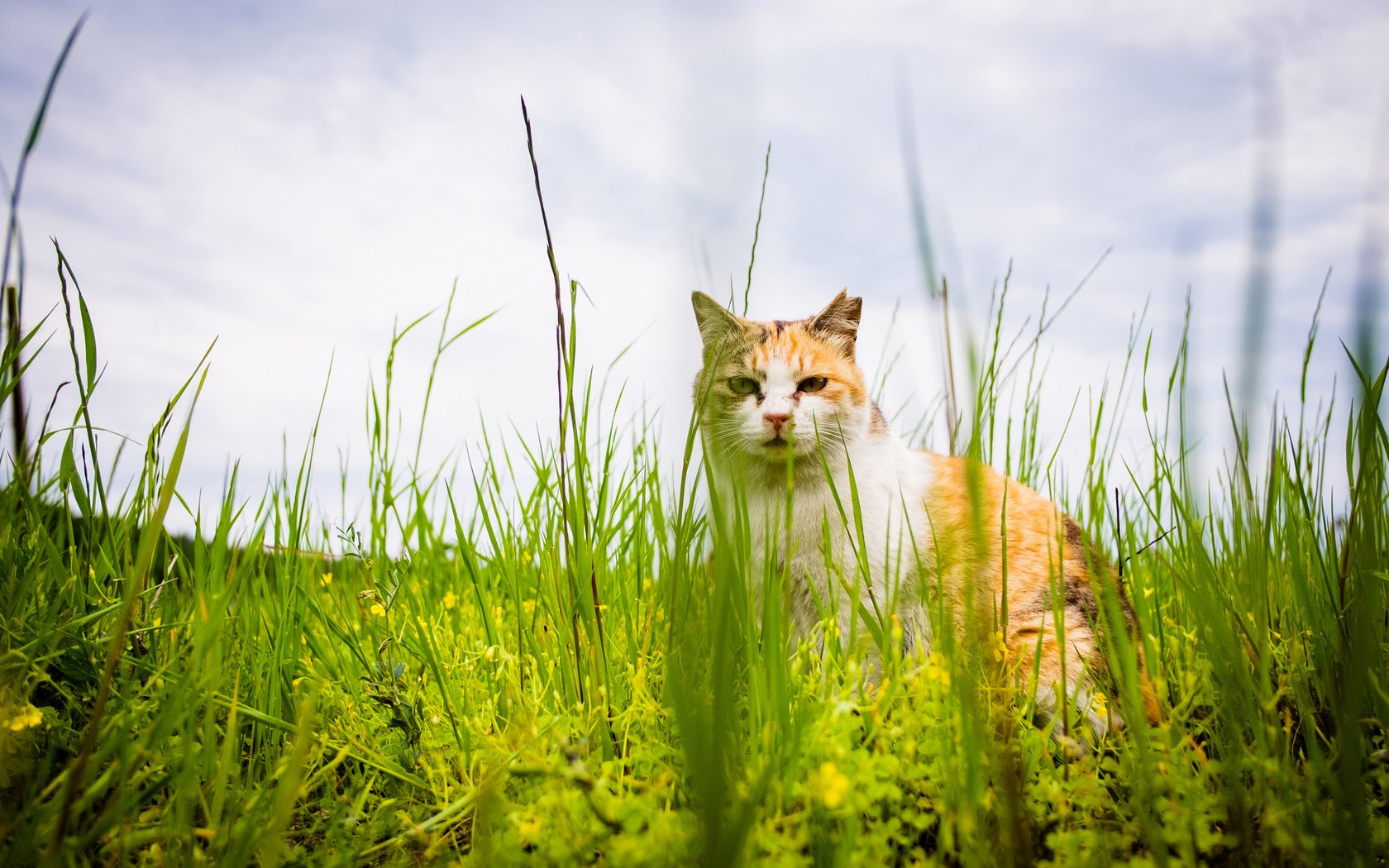 Обои трава, кот, лето, кошка, взгляд, grass, cat, summer, look разрешение 2048x1365 Загрузить