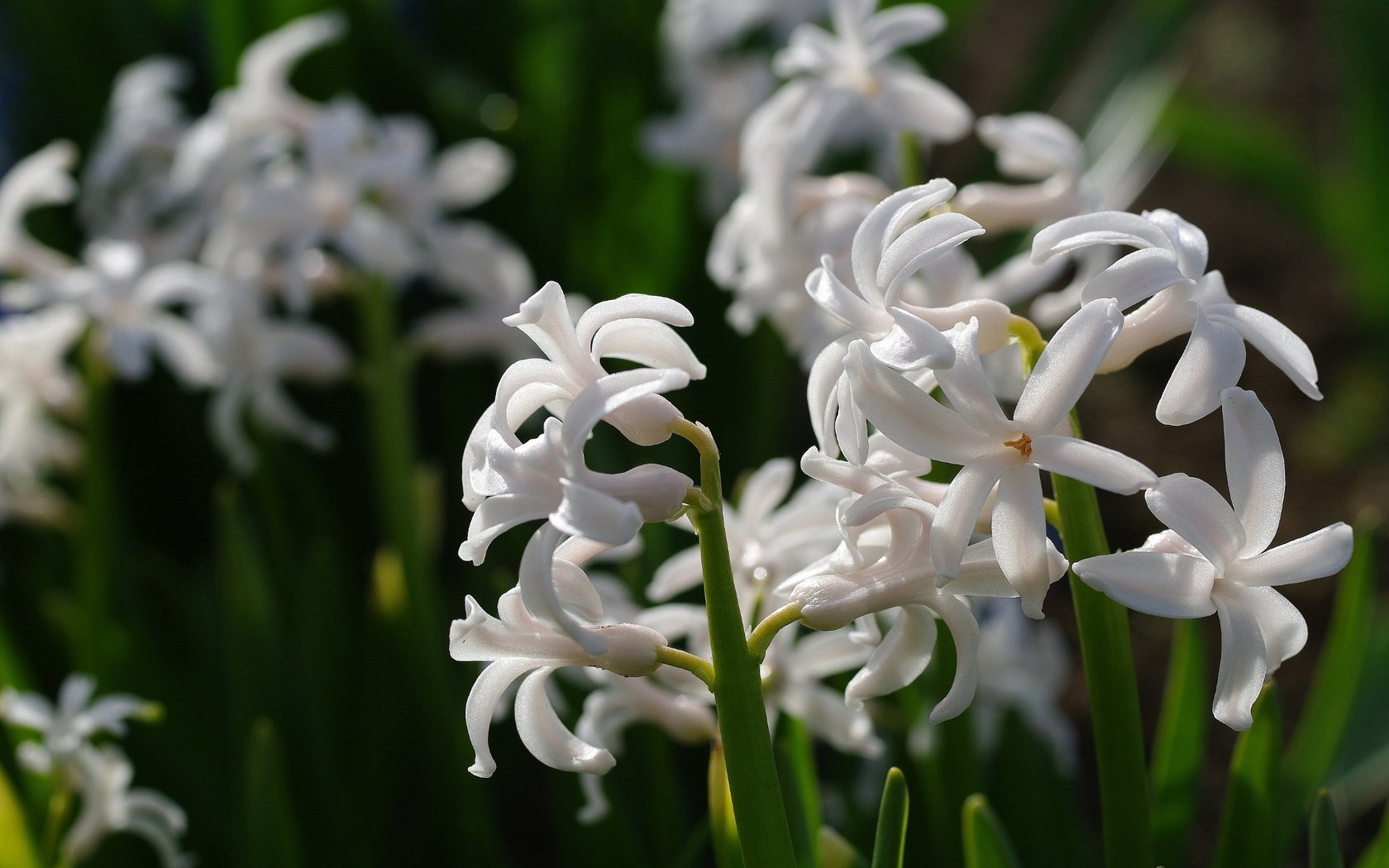 Обои цветы, макро, белый, гиацинт, flowers, macro, white, hyacinth разрешение 2232x1484 Загрузить