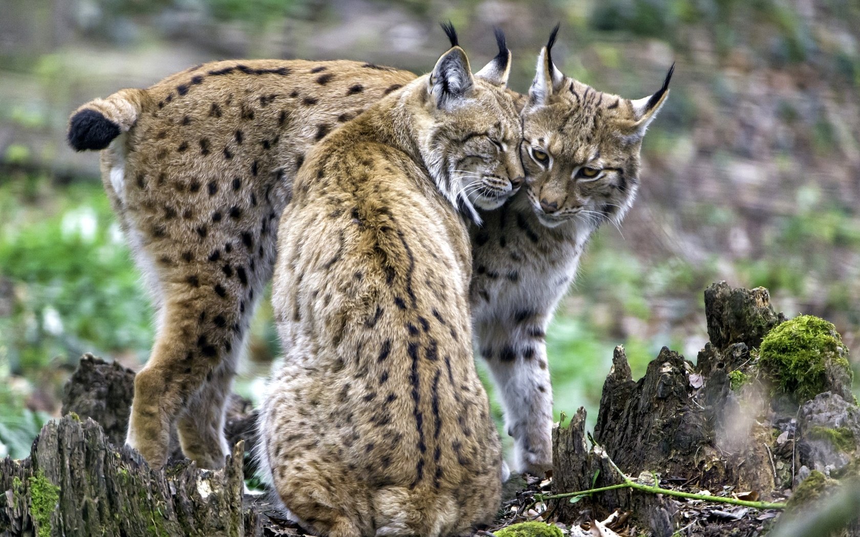 Обои рысь, пара, чувства, рыси, lynx, pair, feelings разрешение 2400x1598 Загрузить