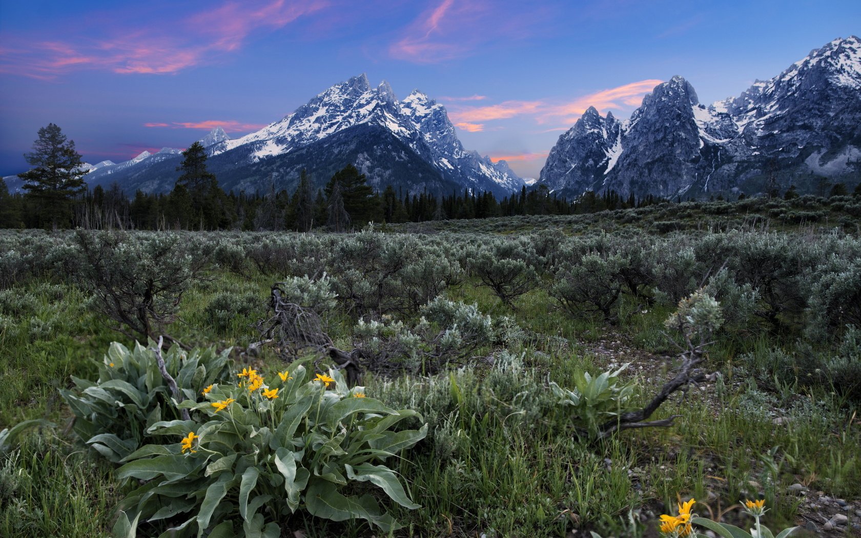 Обои цветы, горы, поле, flowers, mountains, field разрешение 2560x1756 Загрузить