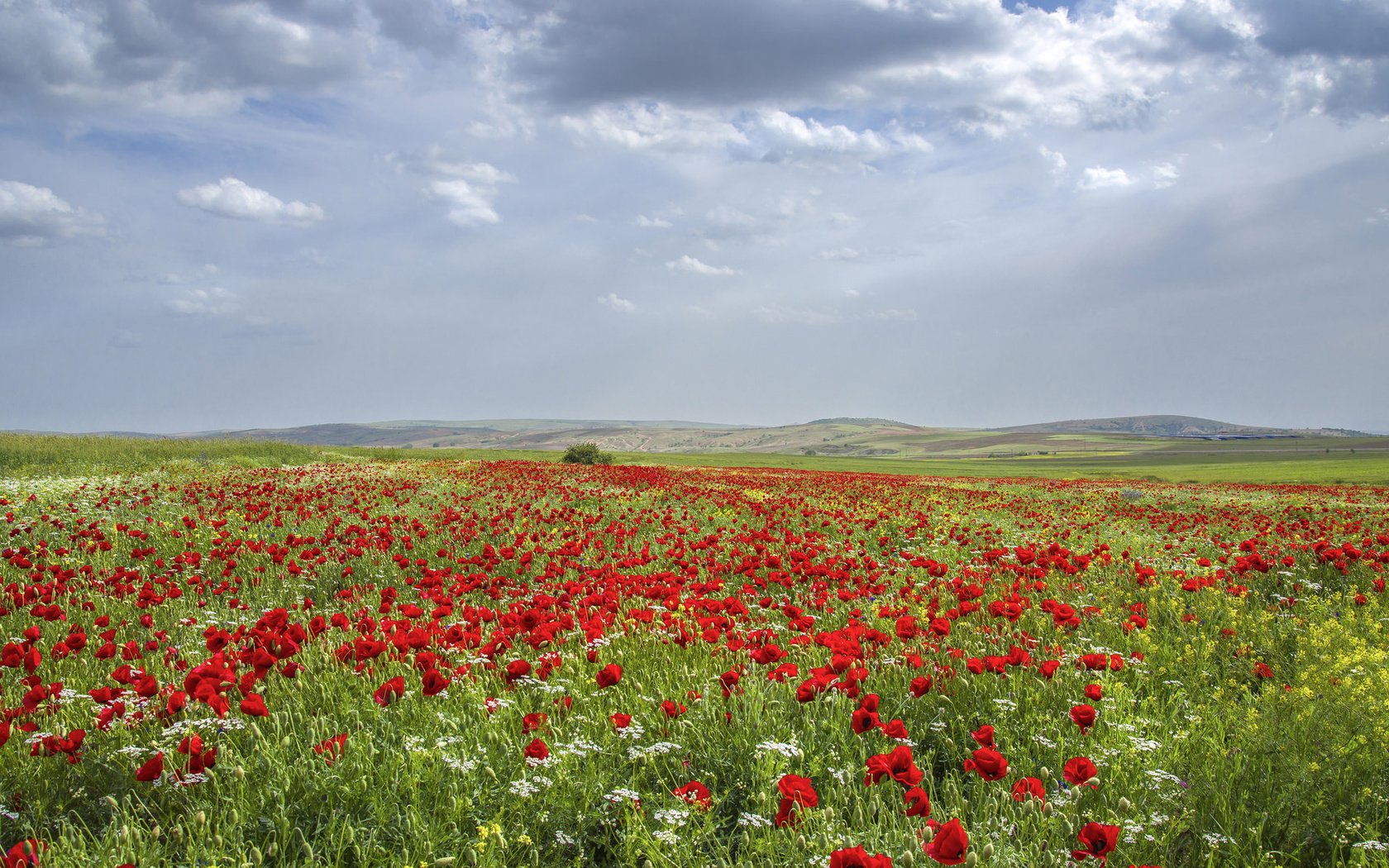 Обои небо, луга, цветы, трава, облака, природа, поле, горизонт, маки, the sky, meadows, flowers, grass, clouds, nature, field, horizon, maki разрешение 2048x1152 Загрузить