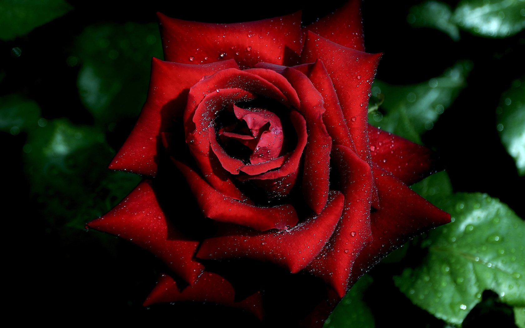 Обои макро, капли, роза, красная, бутон, macro, drops, rose, red, bud разрешение 2048x1361 Загрузить