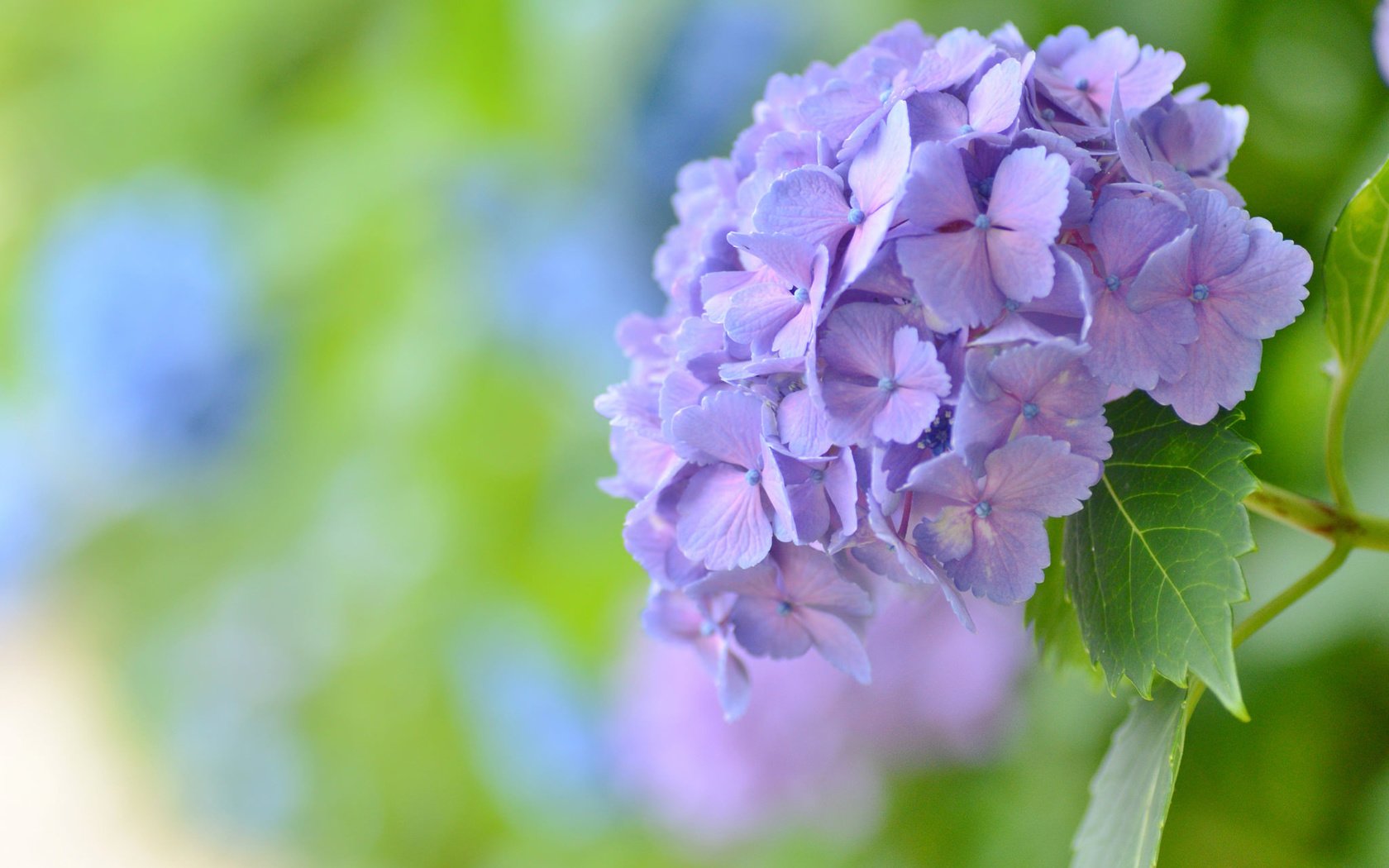 Обои макро, фон, цветок, боке, соцветие, гортензия, macro, background, flower, bokeh, inflorescence, hydrangea разрешение 2048x1356 Загрузить