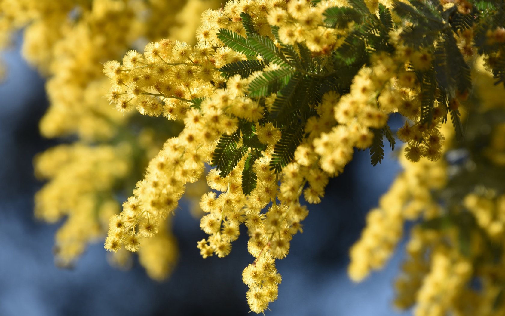 Обои макро, ветки, соцветия, мимоза, акация серебристая, macro, branches, inflorescence, mimosa, acacia silver разрешение 2048x1365 Загрузить