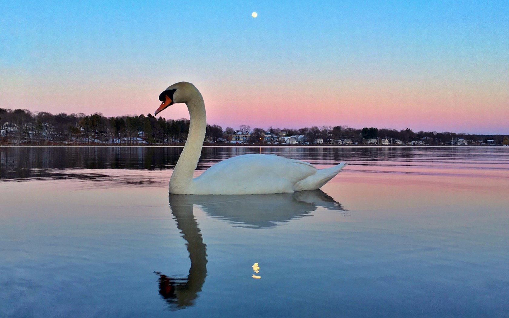 Обои озеро, отражение, птица, лебедь, lake, reflection, bird, swan разрешение 2048x1536 Загрузить