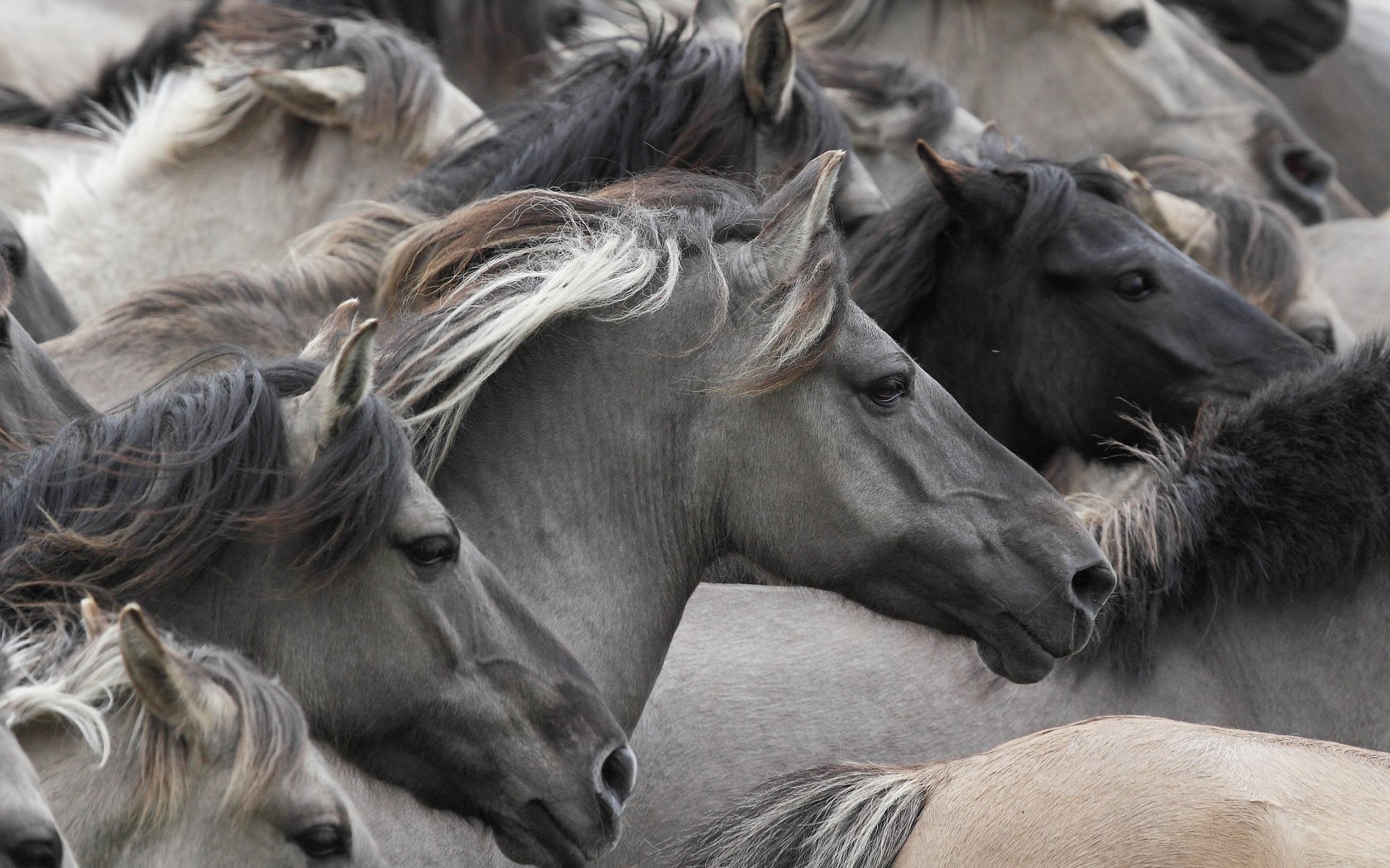 Обои лошади, кони, табун, морды, дикие лошади, horse, horses, the herd, muzzle, wild horses разрешение 3000x2000 Загрузить