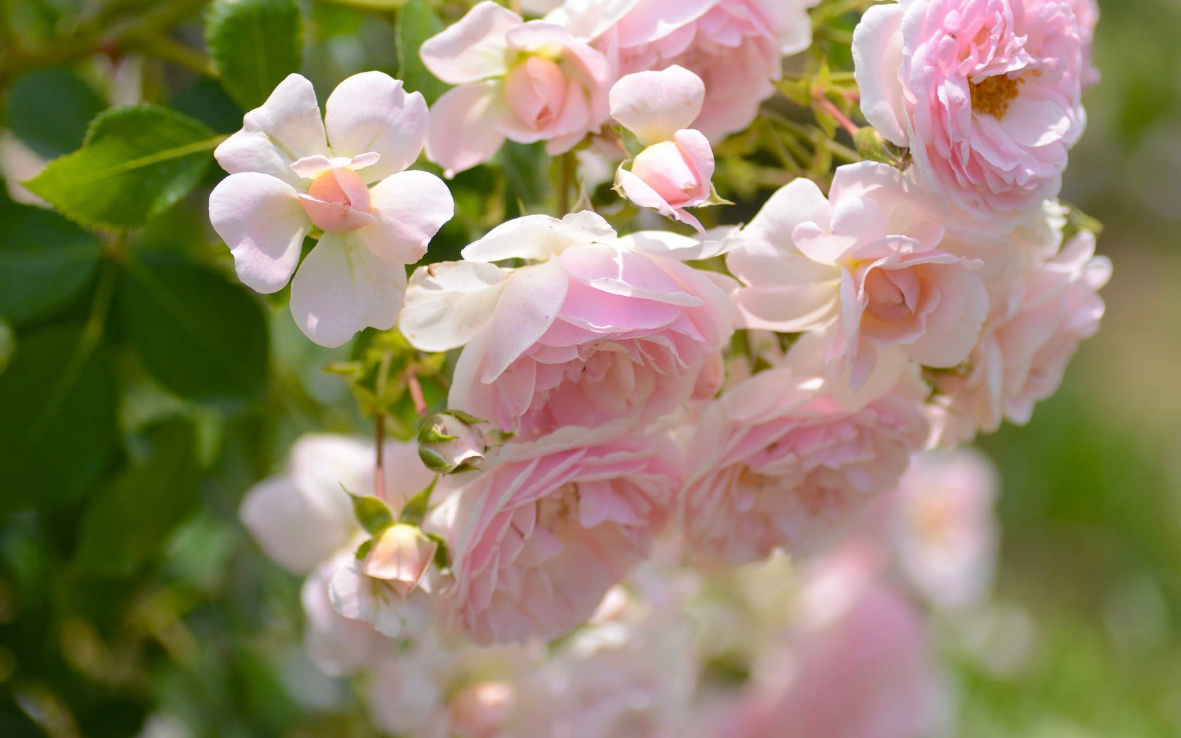 Обои макро, розы, лепестки, бутончики, macro, roses, petals, buds разрешение 2048x1356 Загрузить