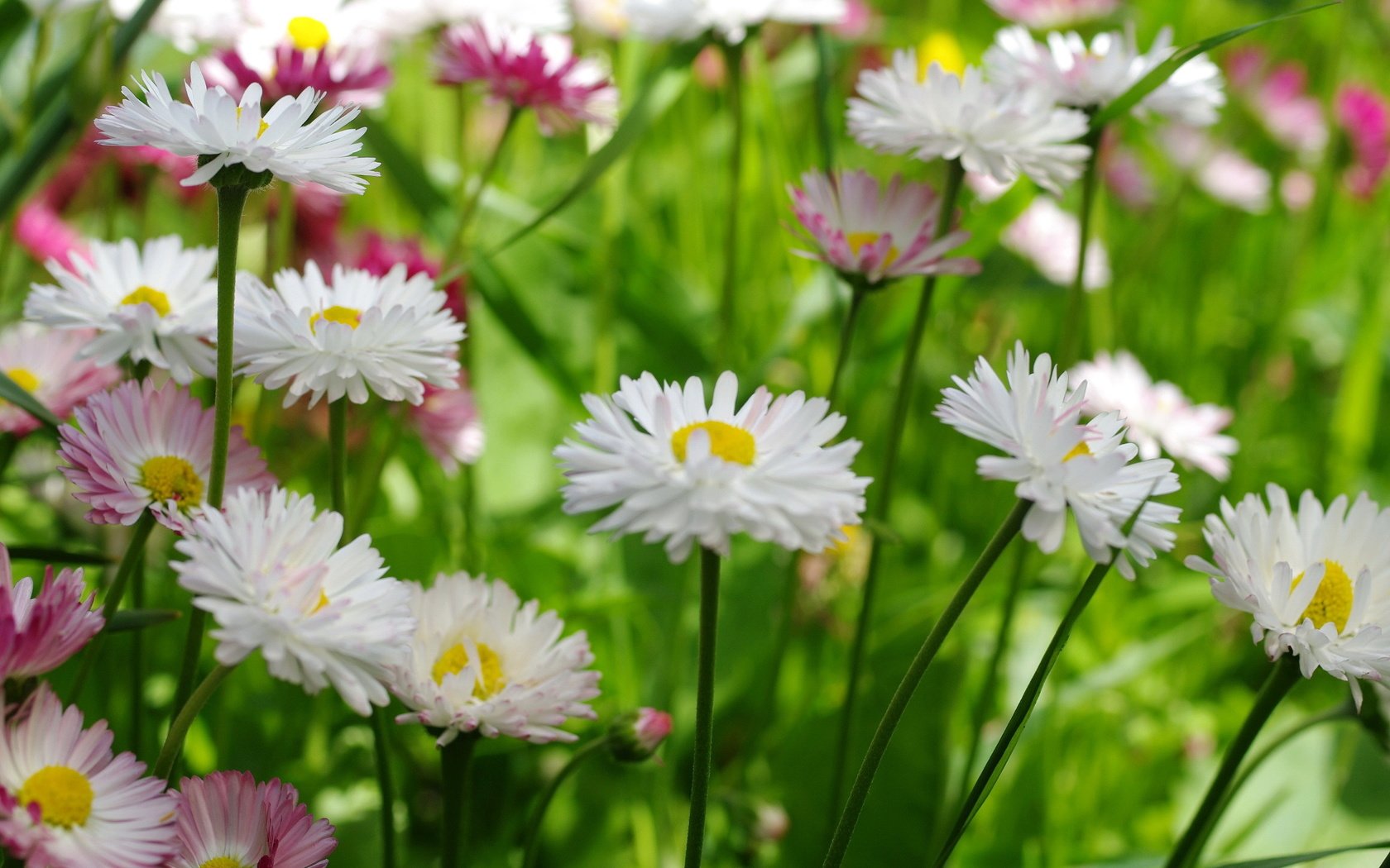 Обои цветы, макро, маргаритки, flowers, macro, daisy разрешение 2232x1484 Загрузить