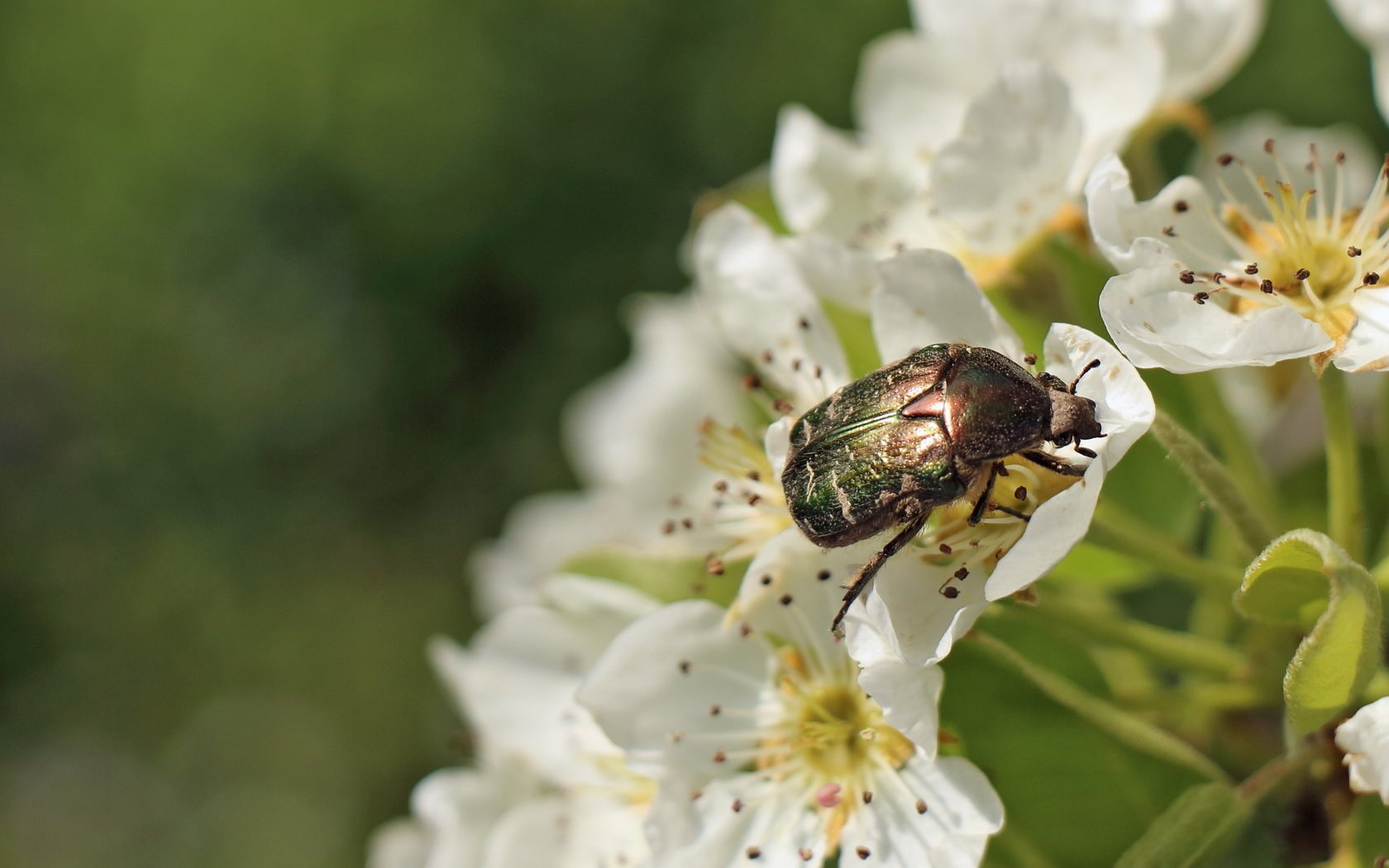 Обои цветы, жук, макро, насекомое, бронзовка золотистая, flowers, beetle, macro, insect, brantovka golden разрешение 4316x2427 Загрузить