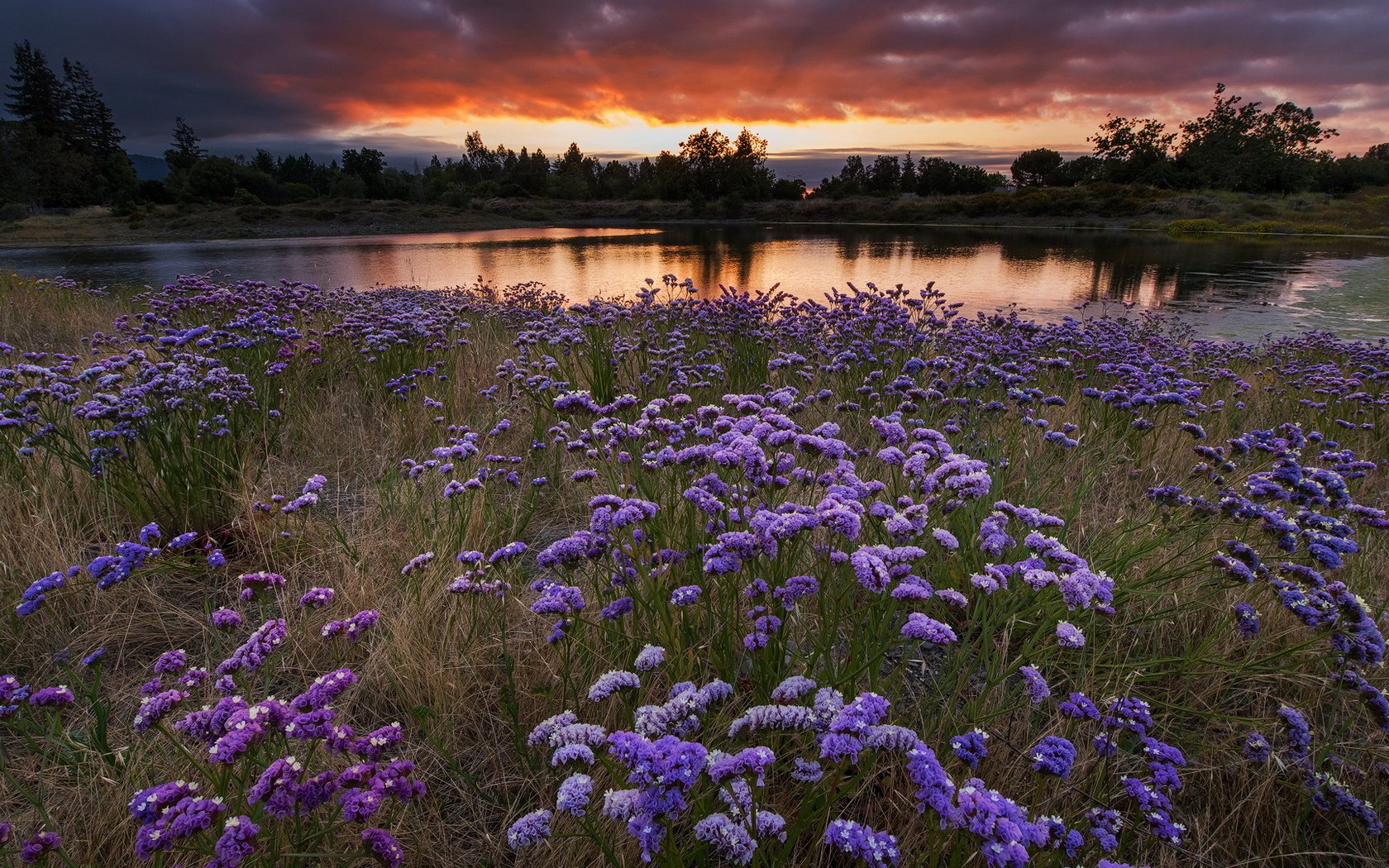 Обои цветы, вечер, закат, пейзаж, поле, водоем, луг, flowers, the evening, sunset, landscape, field, pond, meadow разрешение 1920x1080 Загрузить