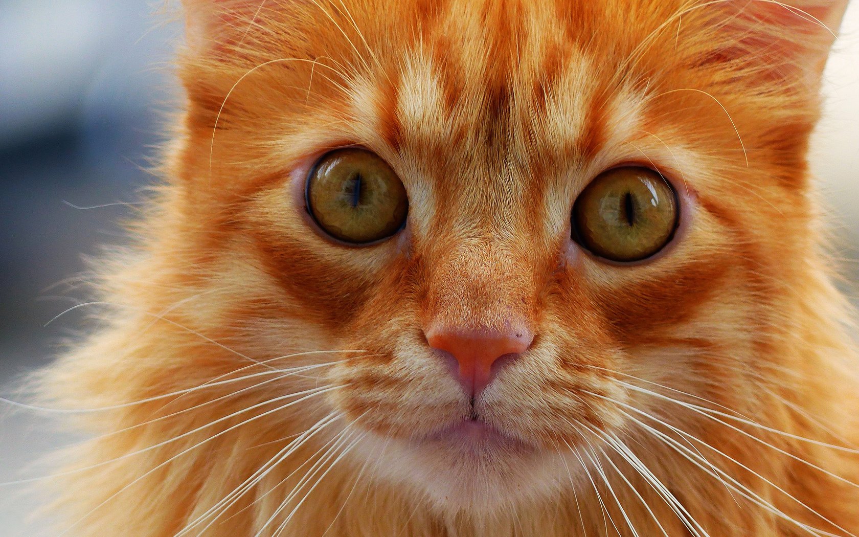 Обои кот, мордочка, усы, кошка, взгляд, рыжая, cat, muzzle, mustache, look, red разрешение 4000x2248 Загрузить