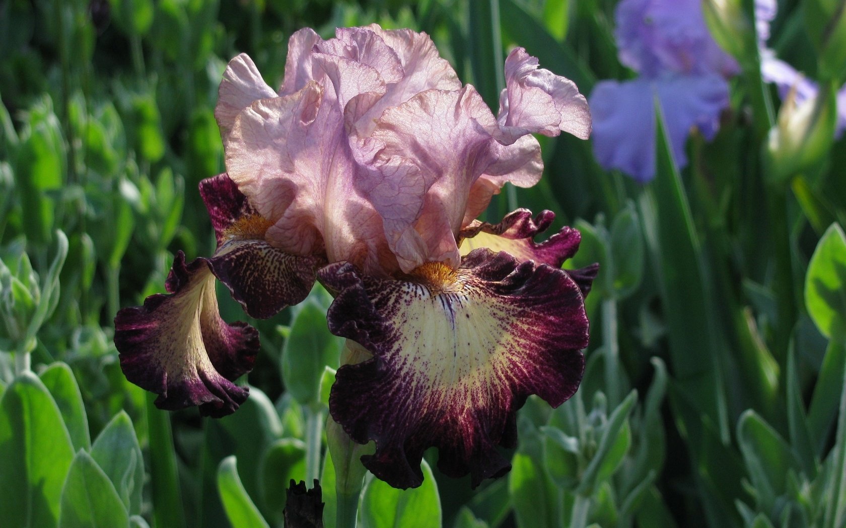 Обои макро, цветок, лепестки, весна, ирис, macro, flower, petals, spring, iris разрешение 2560x1600 Загрузить