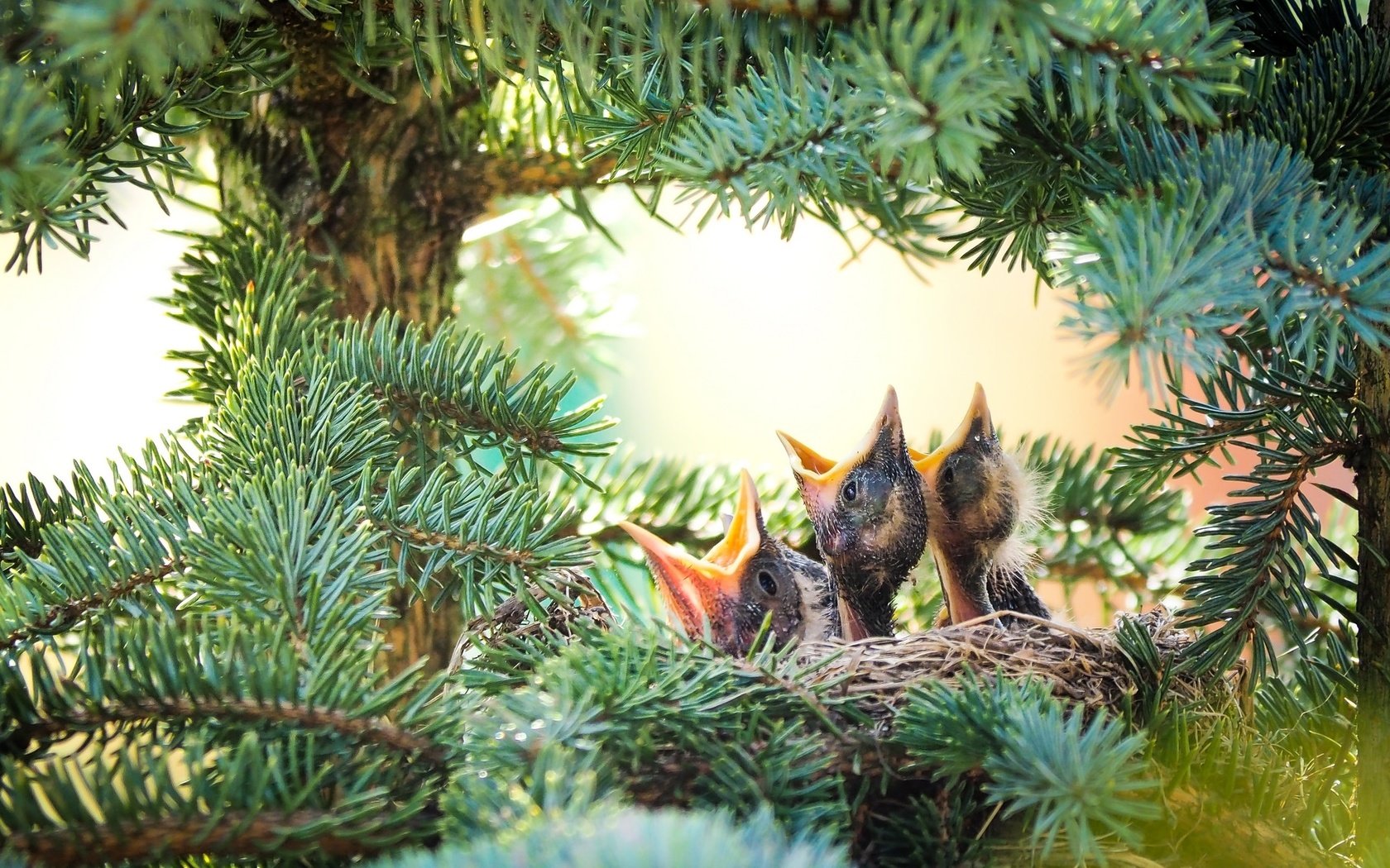 Обои птицы, ель, птенцы, гнездо, еловая ветка, birds, spruce, chicks, socket, spruce branch разрешение 2048x1152 Загрузить