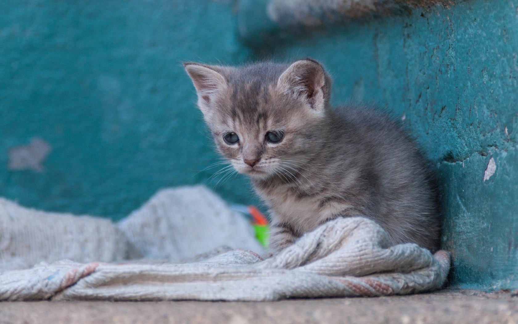 Обои кошка, котенок, малыш, бездомный, cat, kitty, baby, homeless разрешение 1920x1441 Загрузить