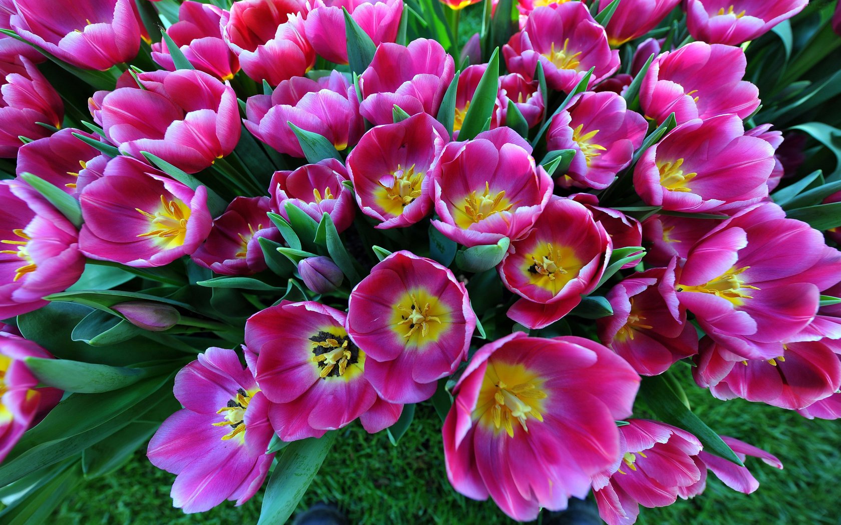 Обои цветы, бутоны, лепестки, весна, тюльпаны, flowers, buds, petals, spring, tulips разрешение 2560x1600 Загрузить