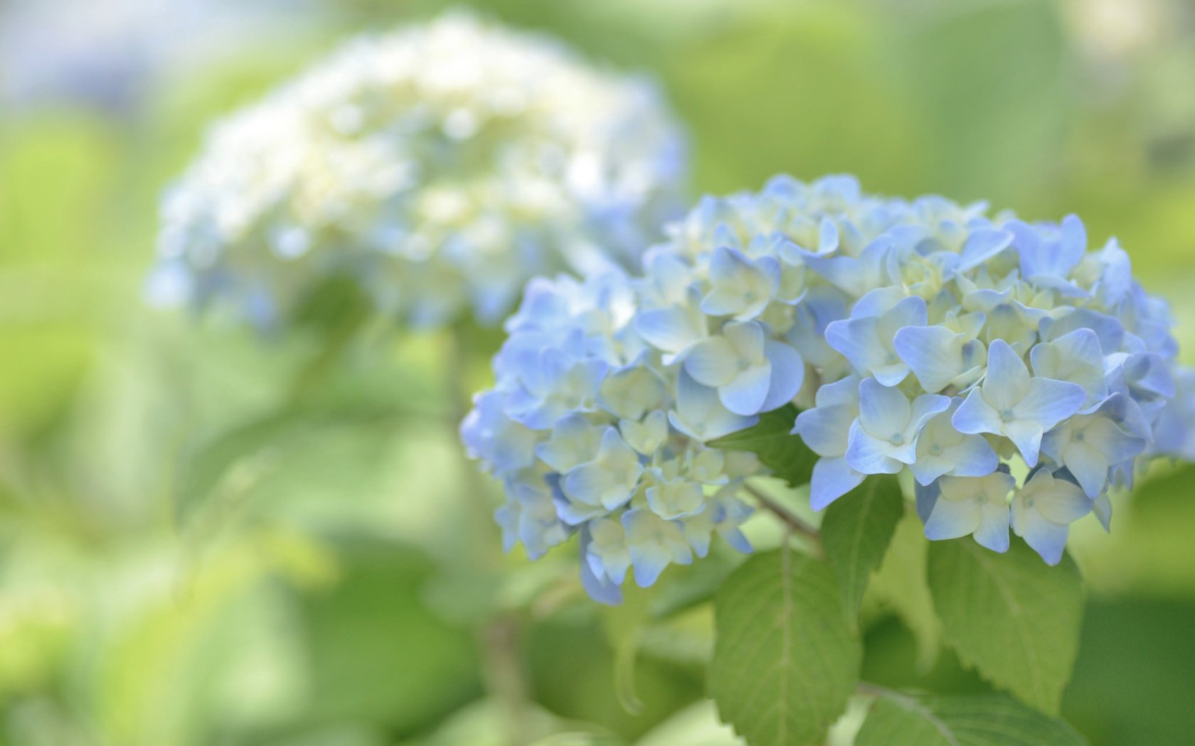 Обои цветы, макро, голубые, гортензия, flowers, macro, blue, hydrangea разрешение 2048x1356 Загрузить