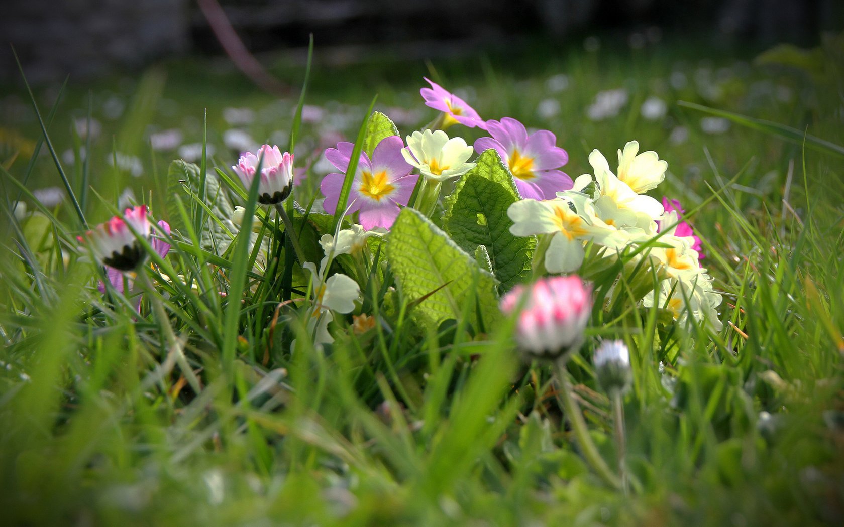 Обои цветы, трава, размытость, примула, маргаритки, flowers, grass, blur, primula, daisy разрешение 1920x1200 Загрузить