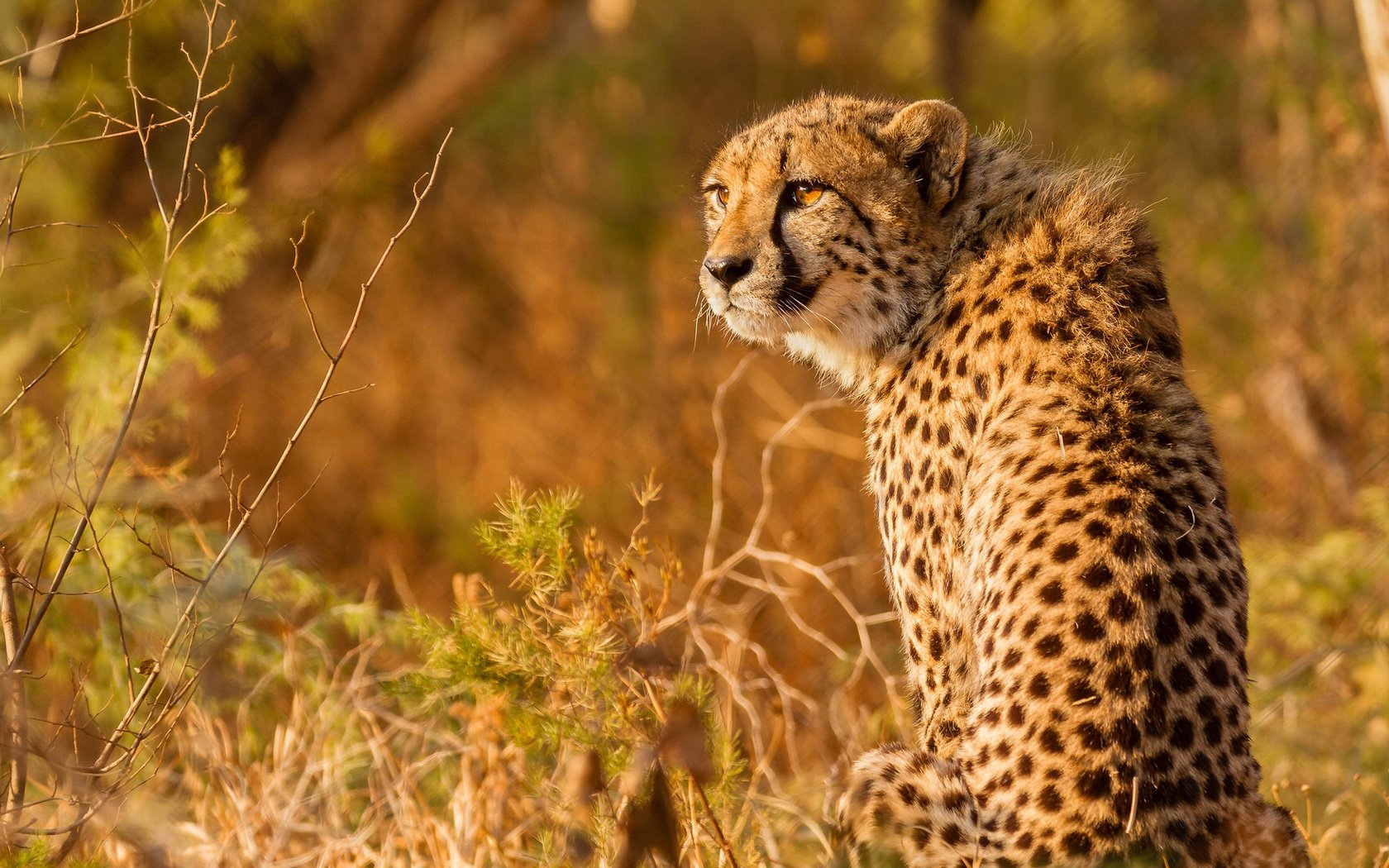 Обои взгляд, гепард, дикая кошка, look, cheetah, wild cat разрешение 2048x1098 Загрузить