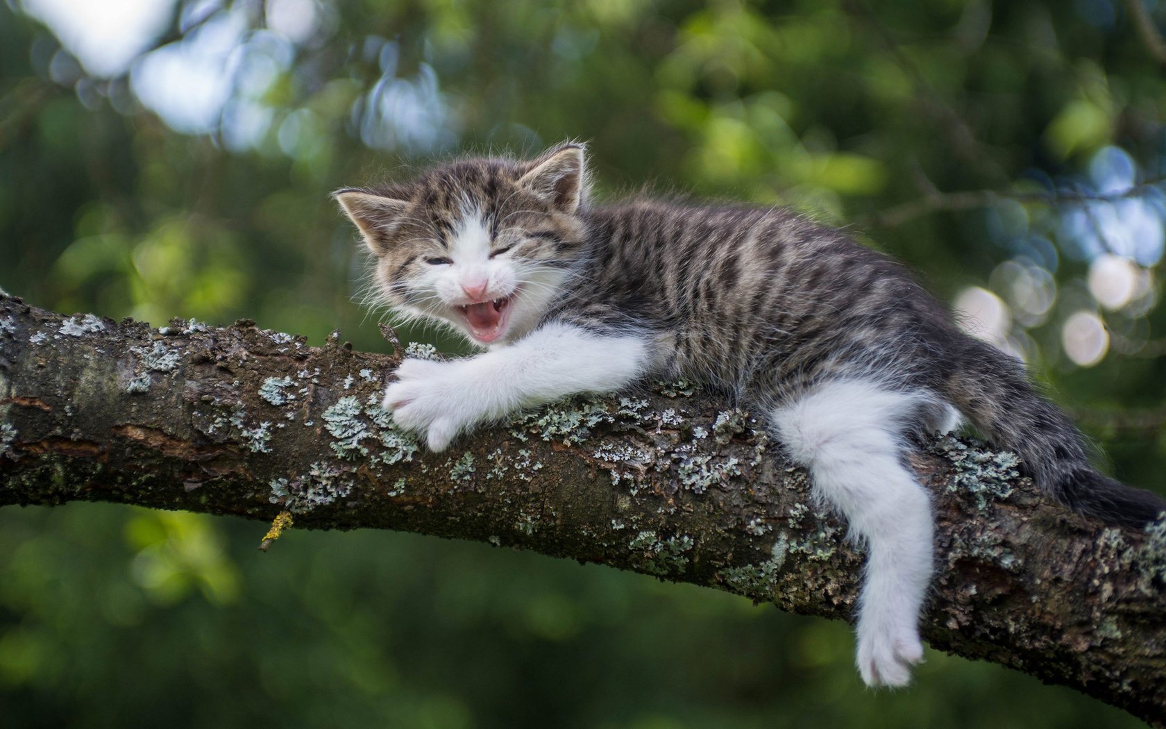 Обои ветка, кошка, котенок, малыш, страх, на дереве, branch, cat, kitty, baby, fear, on the tree разрешение 2048x1280 Загрузить