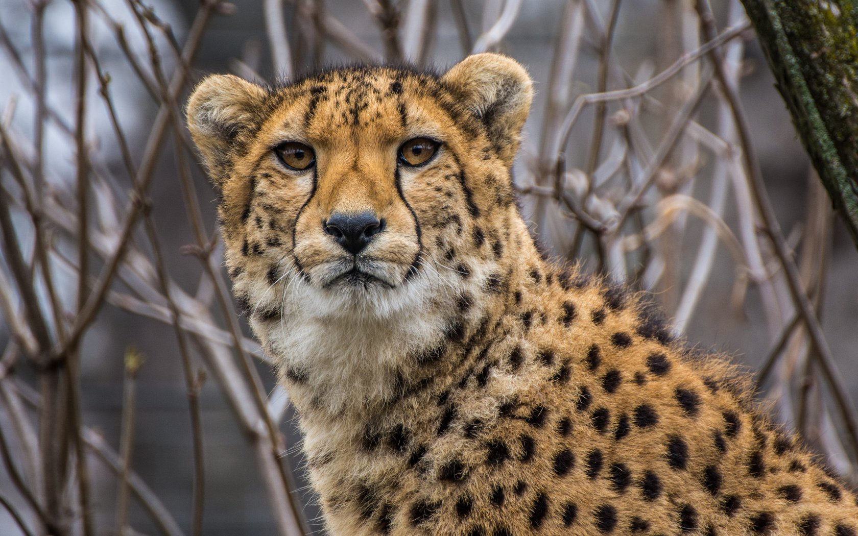 Обои морда, взгляд, хищник, большая кошка, гепард, face, look, predator, big cat, cheetah разрешение 2048x1365 Загрузить