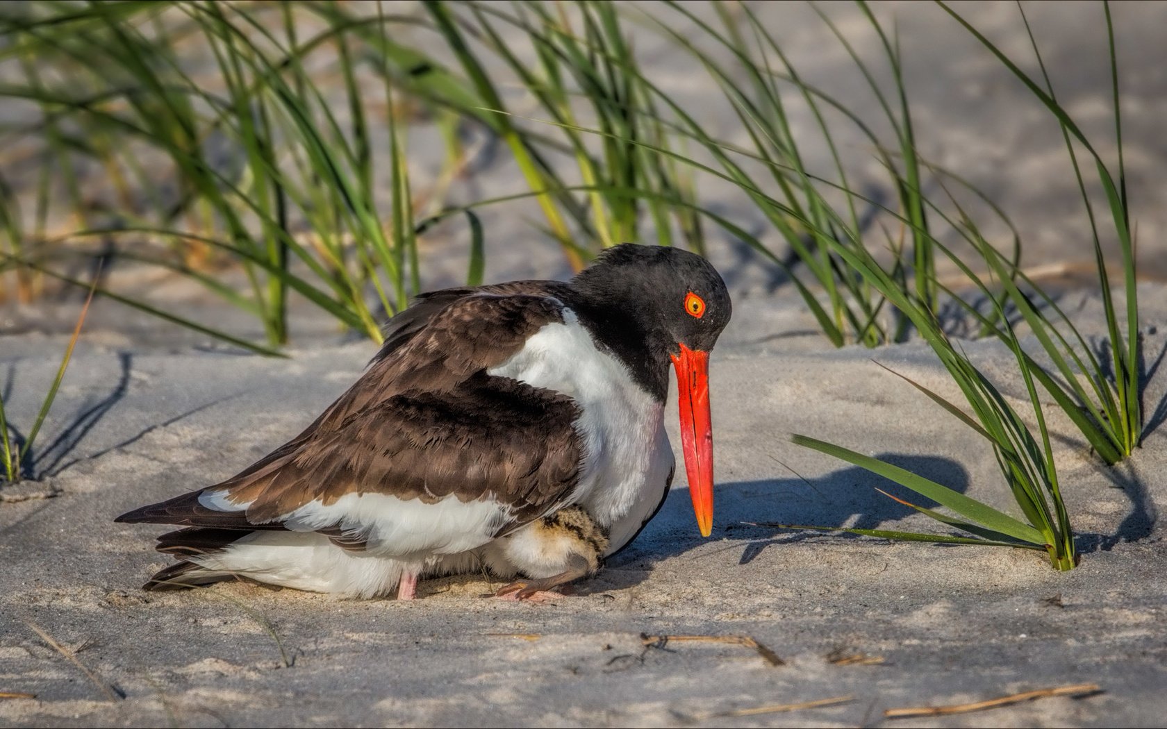 Обои трава, снег, песок, птица, клюв, кулик-сорока, grass, snow, sand, bird, beak, oystercatcher разрешение 2622x1577 Загрузить