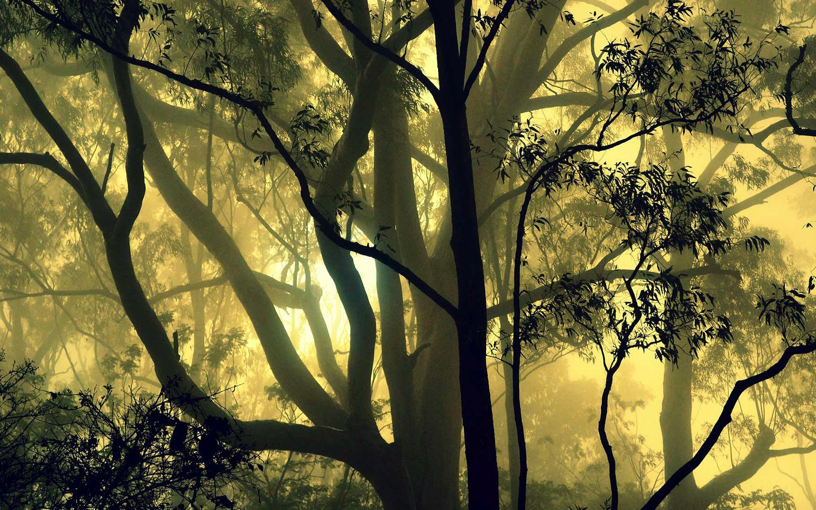 Обои деревья, лес, туман, индия, карнатака, trees, forest, fog, india, karnataka разрешение 1920x1080 Загрузить