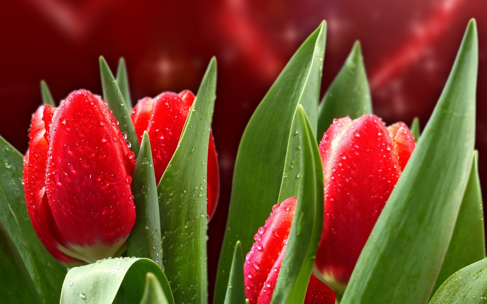 Обои цветы, капли, красные, весна, тюльпаны, flowers, drops, red, spring, tulips разрешение 2560x1920 Загрузить