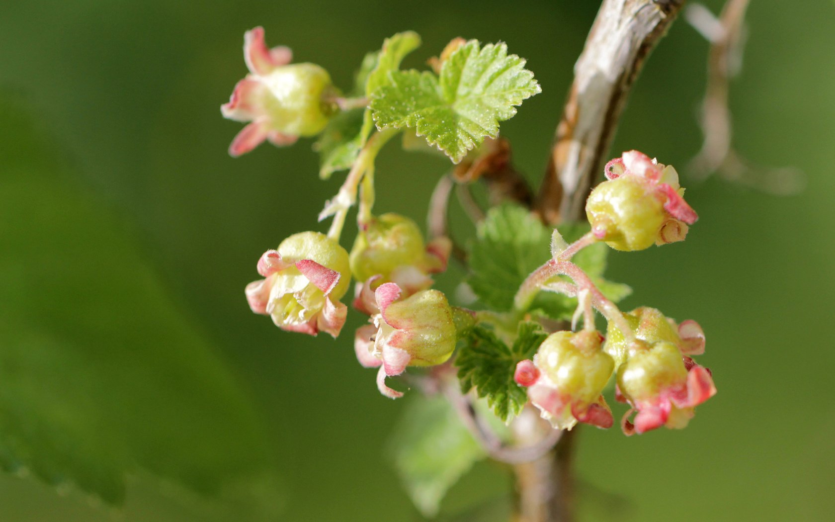 Обои цветы, ветка, природа, цветение, макро, смородина, чёрная смородина, flowers, branch, nature, flowering, macro, currants, black currant разрешение 2427x1618 Загрузить